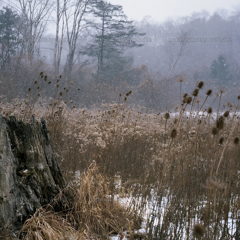Fukushima native meadow with weathered stump – nature photos 7938x7938