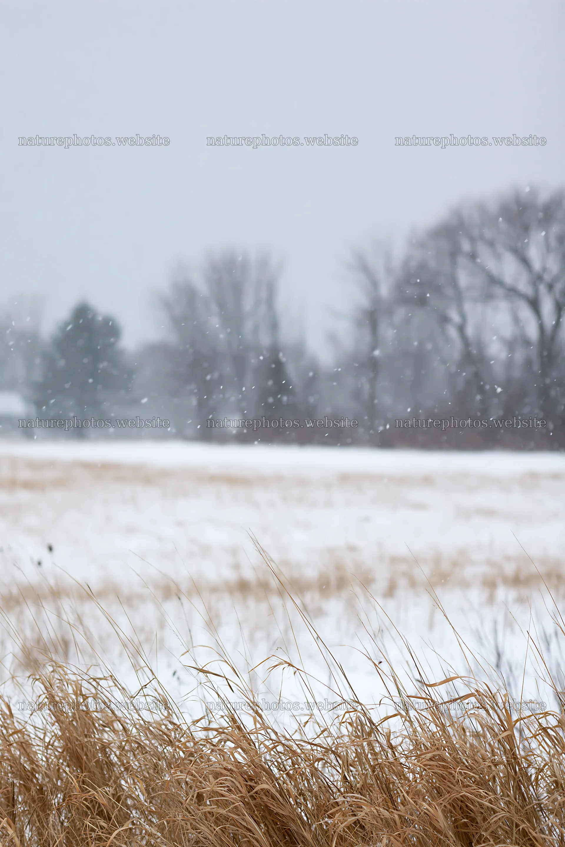 Snowbound meadow during winter snowfall – nature photos 6480x9722