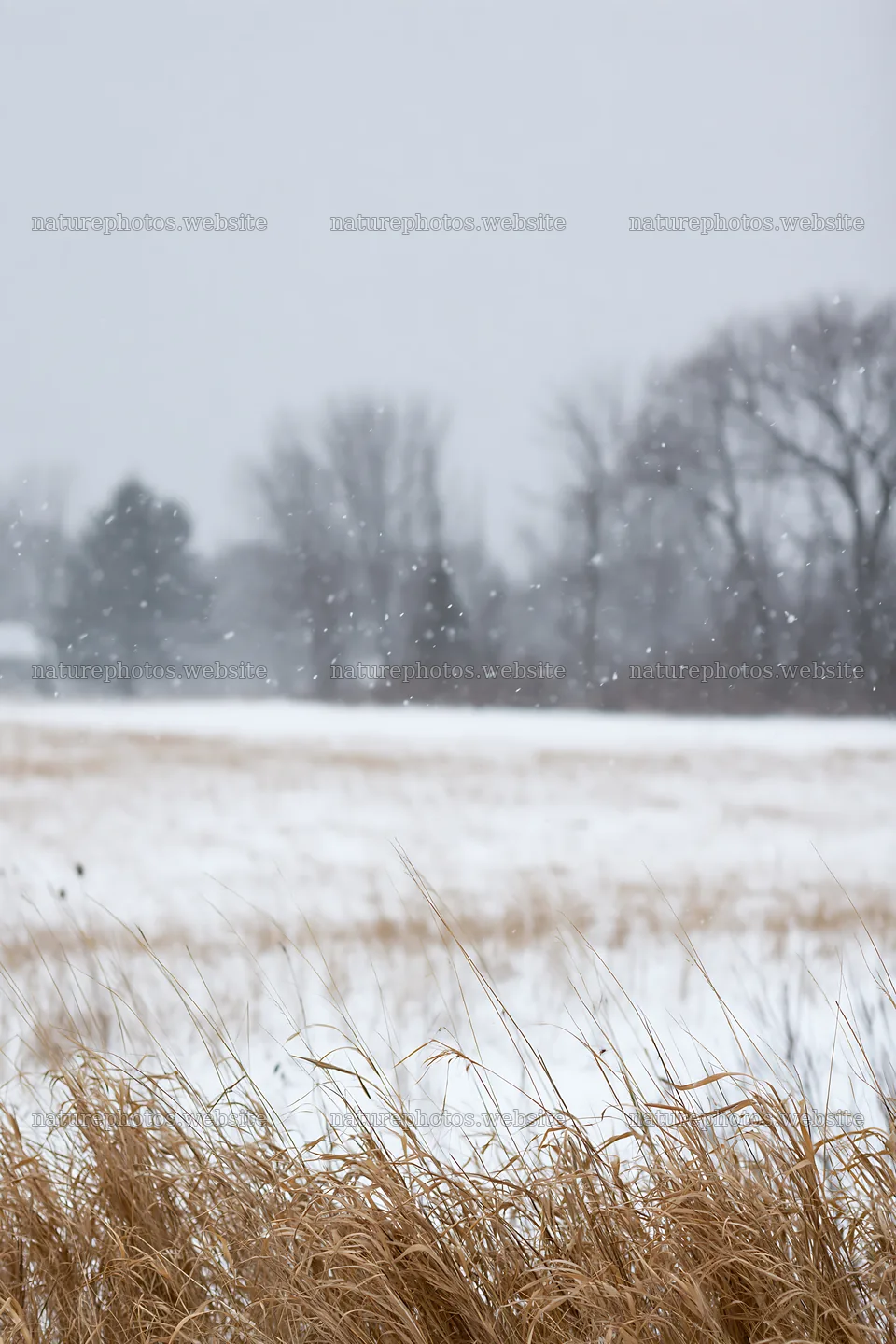 Snowbound meadow during winter snowfall – nature photos 6480x9722