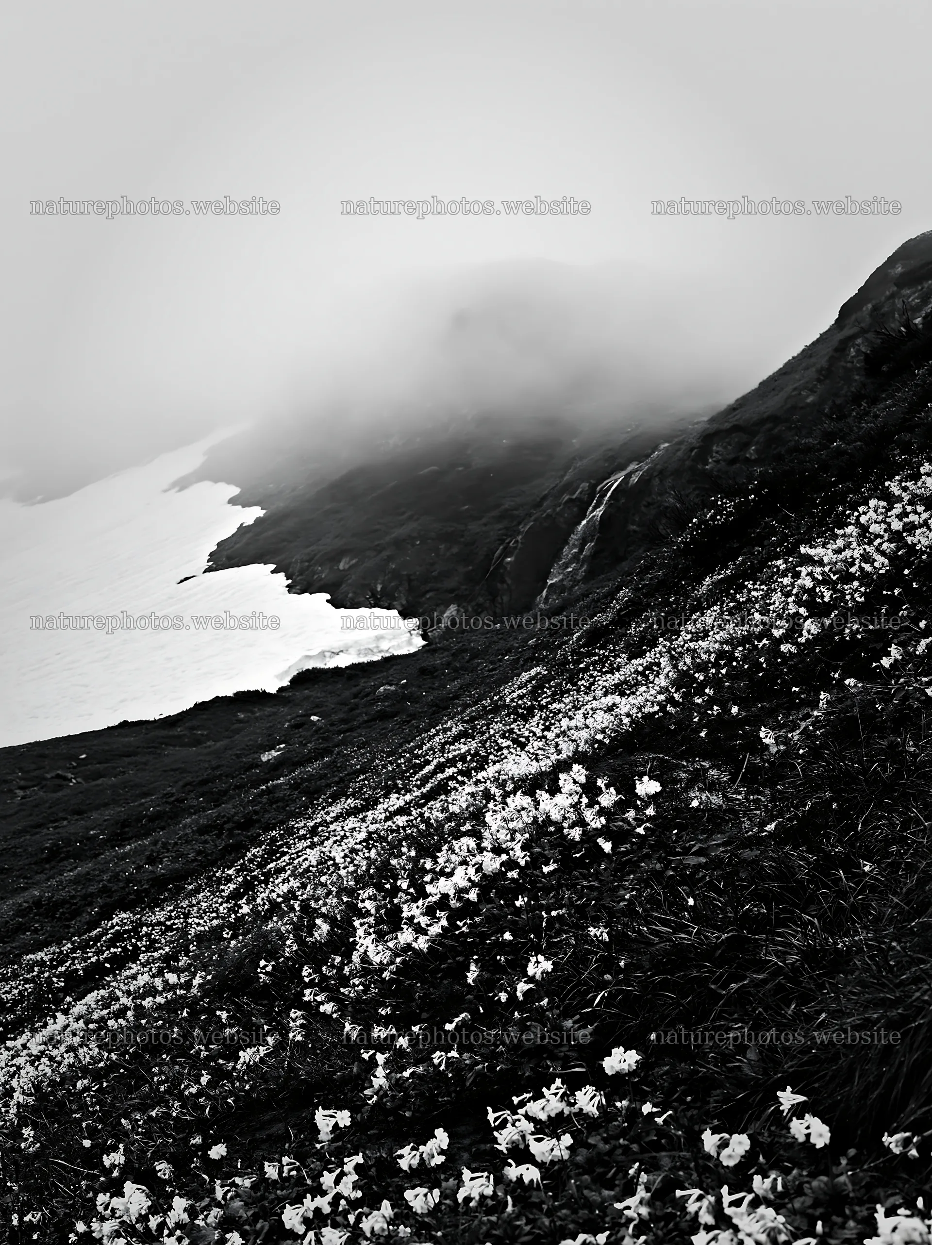 Snowmelt meadow with flowers and misty mountains in the background – nature photos 6866x9174