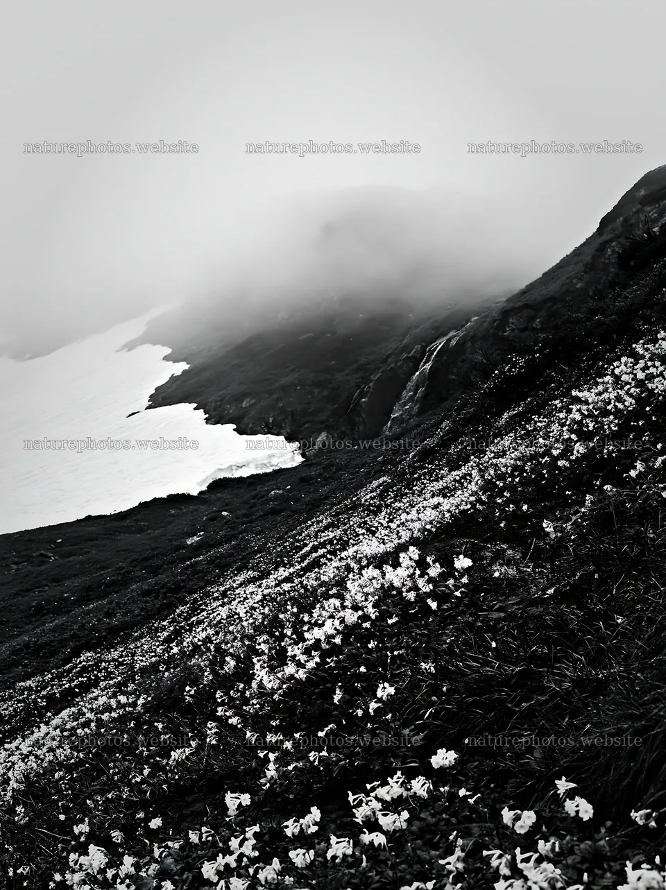 Snowmelt meadow with flowers and misty mountains in the background – nature photos 6866x9174