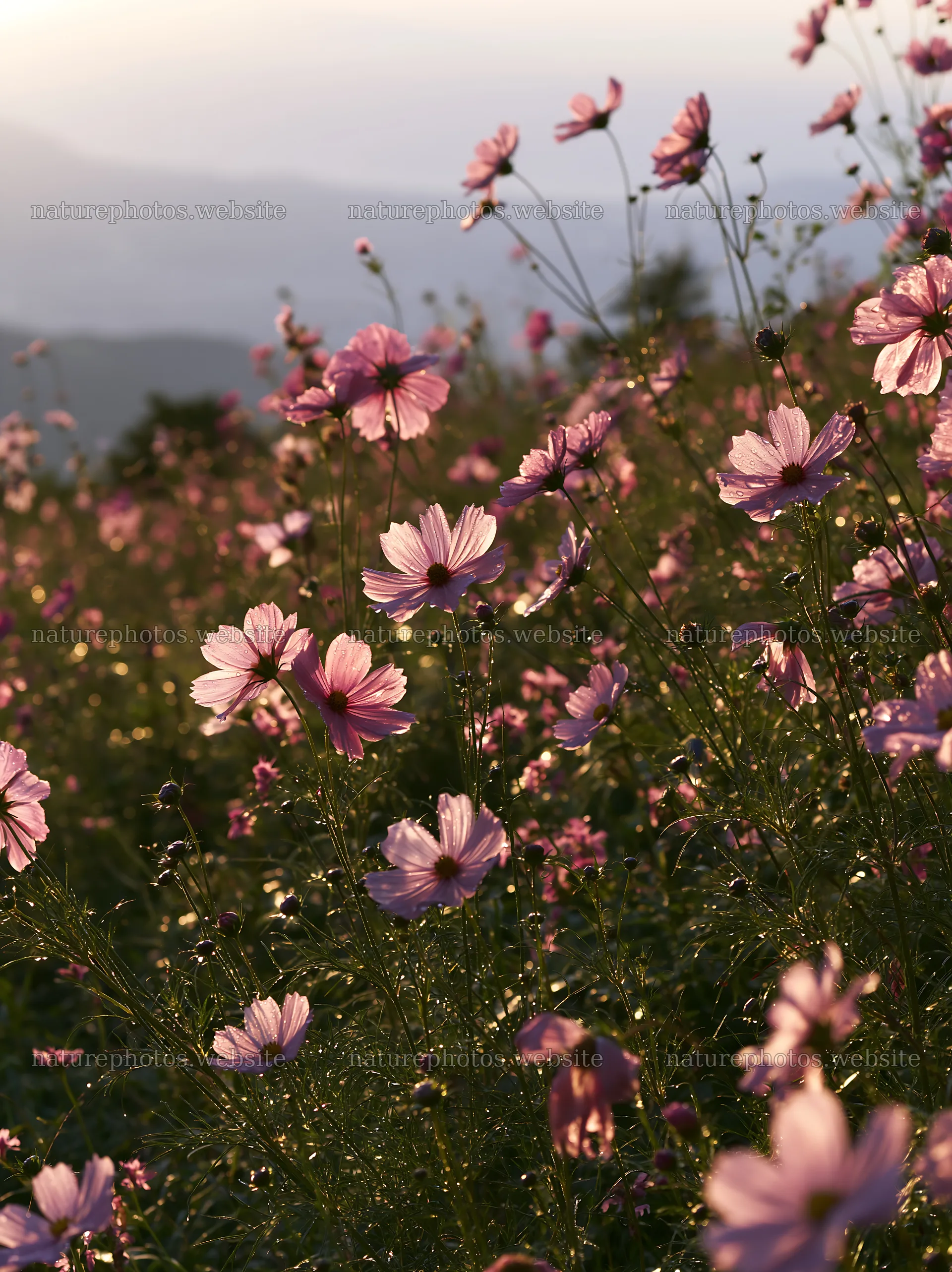 Shizuoka seasonal meadow after heavy rain with blooming flowers – nature photos 6866x9174