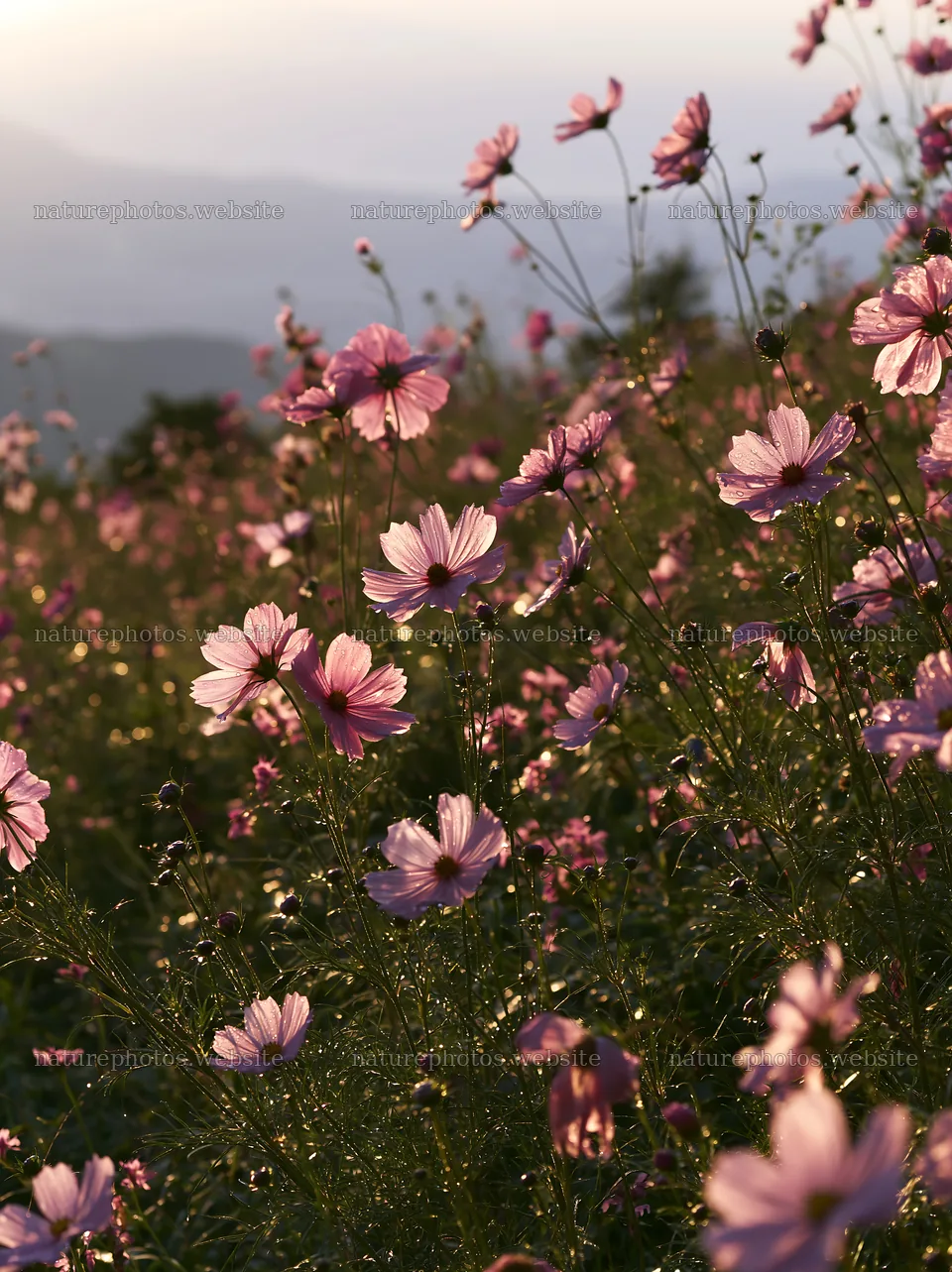 Shizuoka seasonal meadow after heavy rain with blooming flowers – nature photos 6866x9174