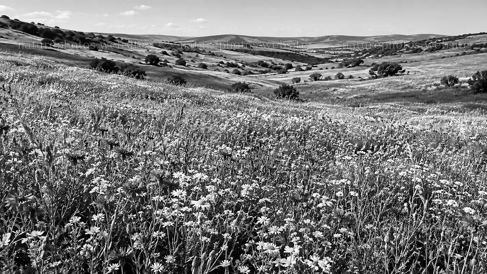 Wildflower Hillside in Black and White – nature photos 10324x5812