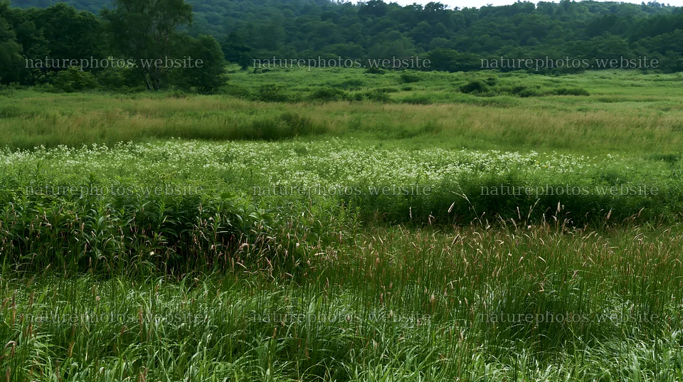 Iwate rain refreshed meadow seedhead foreground – nature photos 10608x5938