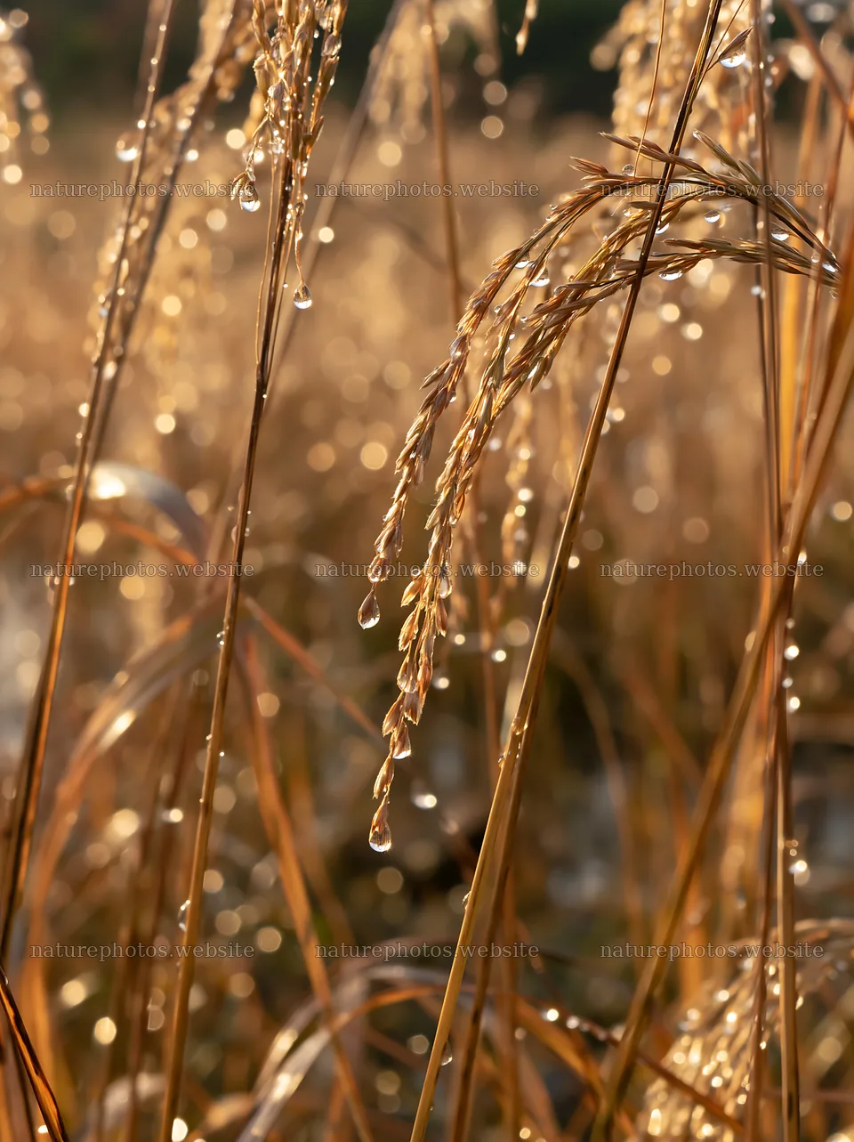 Niigata floodplain restoration meadow dew foreground – nature photos 6866x9174