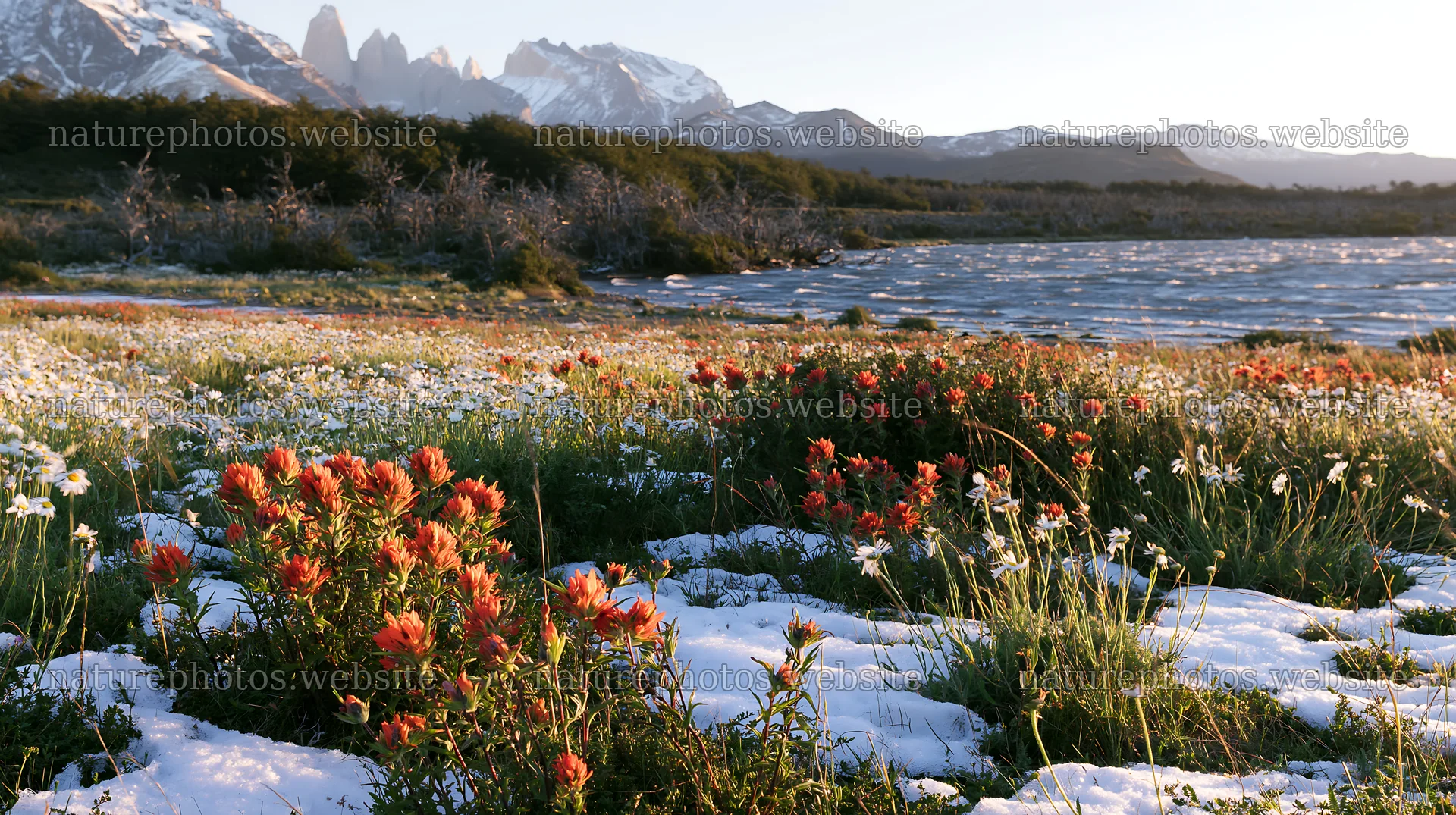 Lakeside meadow after first snowfall with flowers – nature photos 10608x5938