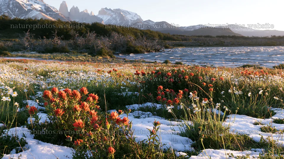 Lakeside meadow after first snowfall with flowers – nature photos 10608x5938
