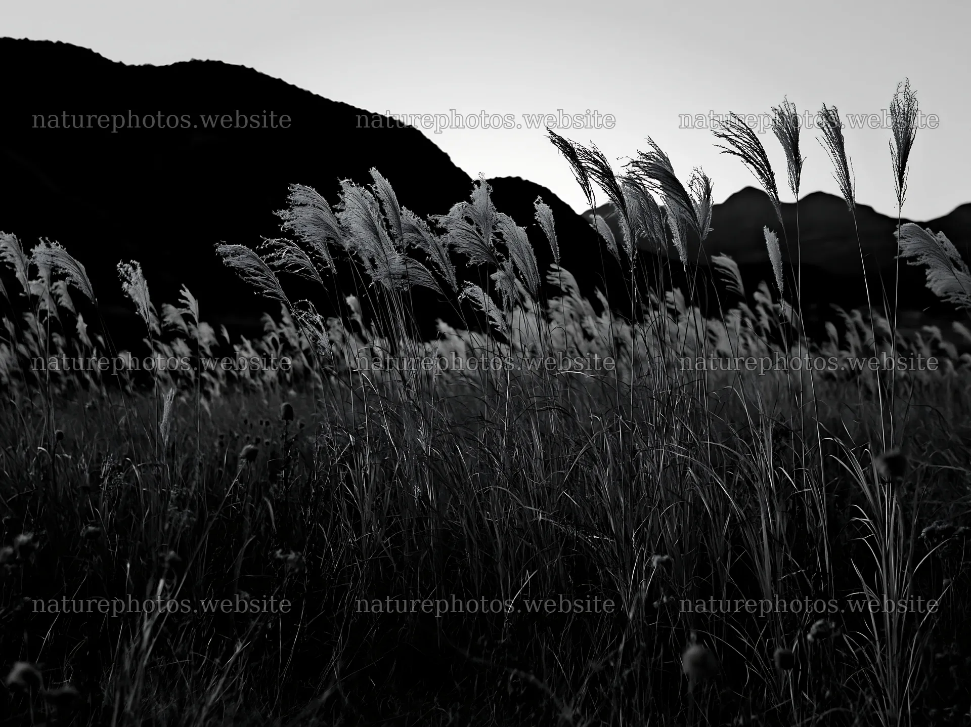 Ehime twilight meadow with dry seedheads – nature photos 9174x6866