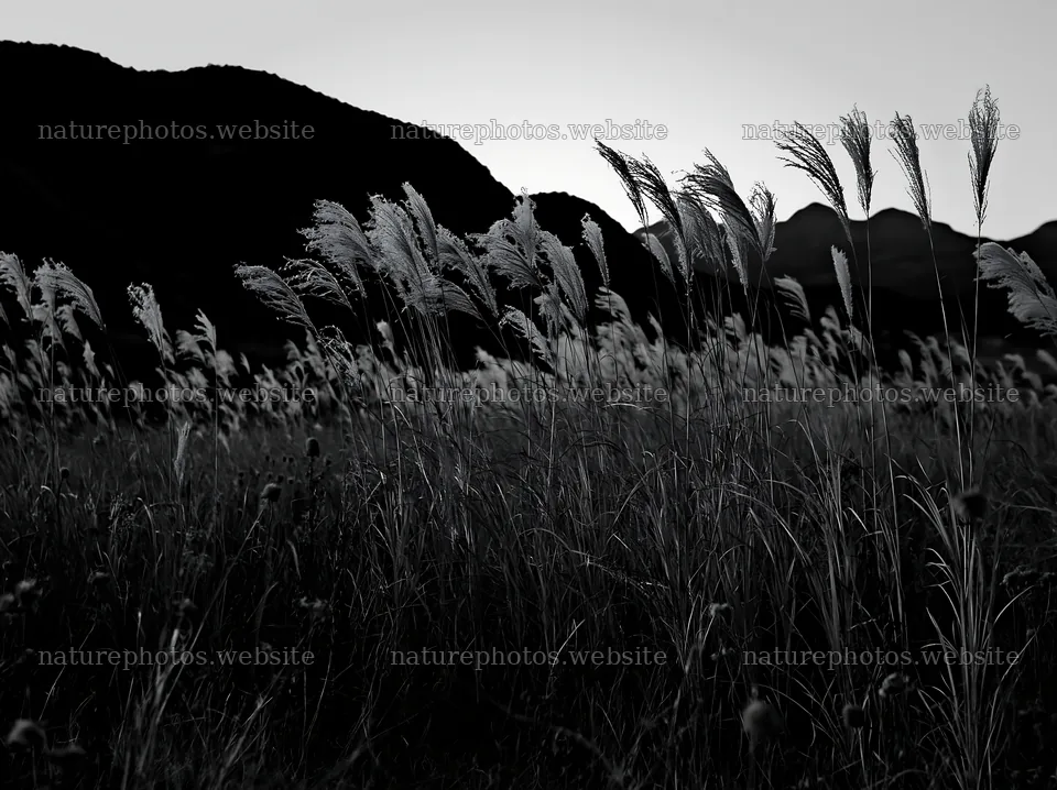Ehime twilight meadow with dry seedheads – nature photos 9174x6866