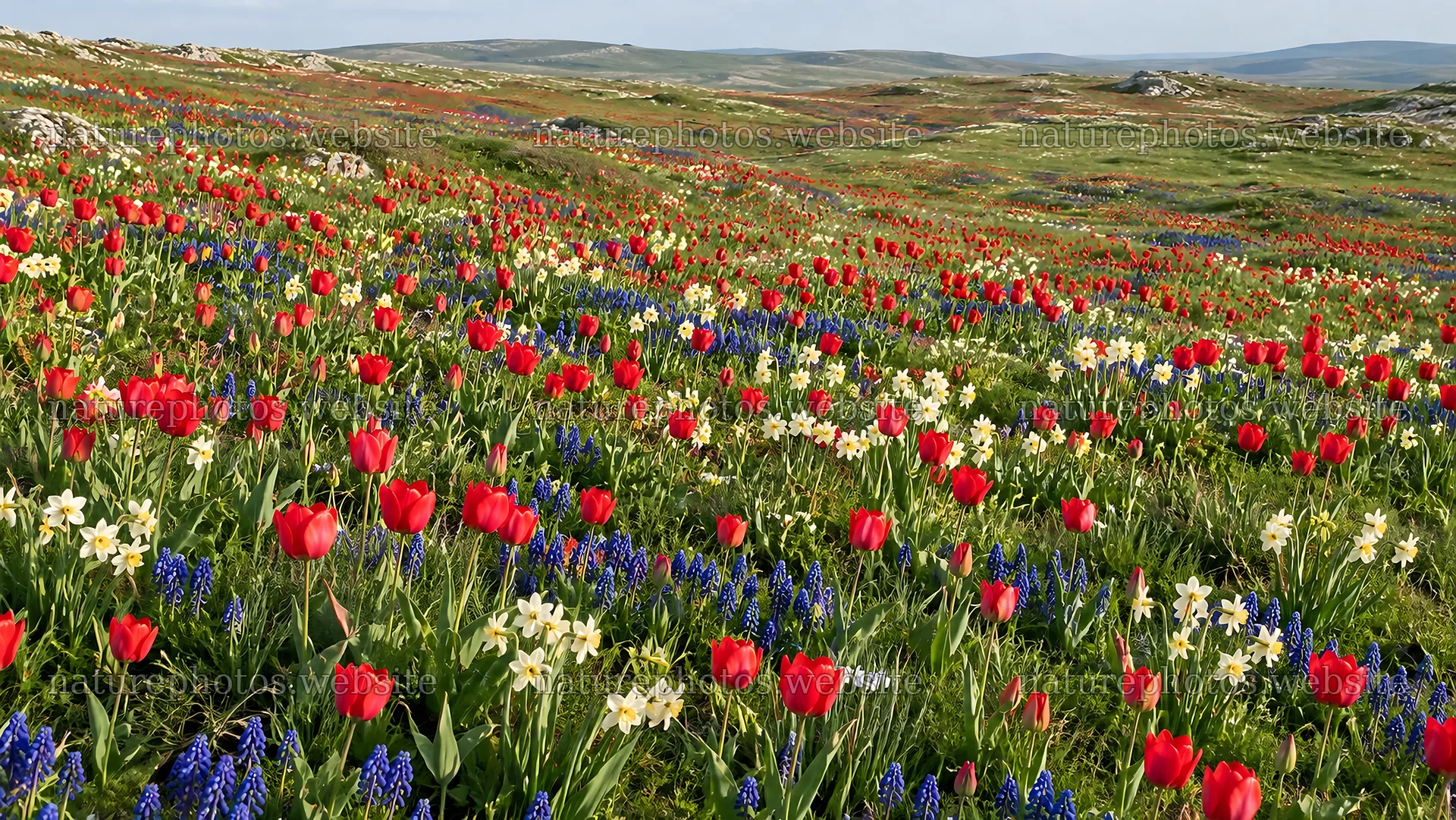 Spring Bulb Flowers Across a Rolling Meadow – nature photos 10324x5812