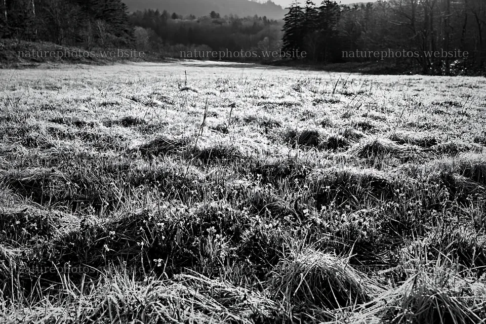Expansive Hokkaido restoration meadow with dewdrops – nature photos 9722x6480
