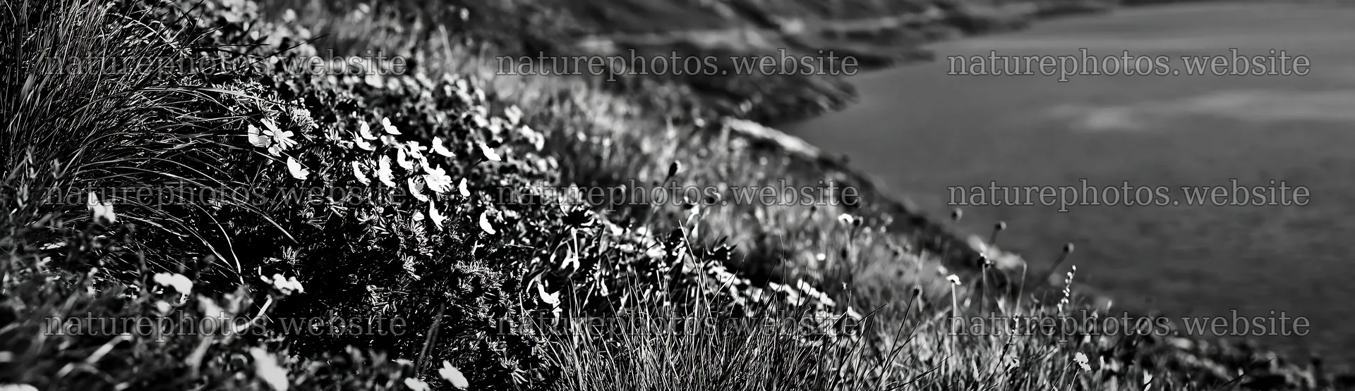 Swiss meadow beside alpine lake with flowers – nature photos 14762x4268