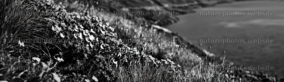 Swiss meadow beside alpine lake with flowers – nature photos 14762x4268