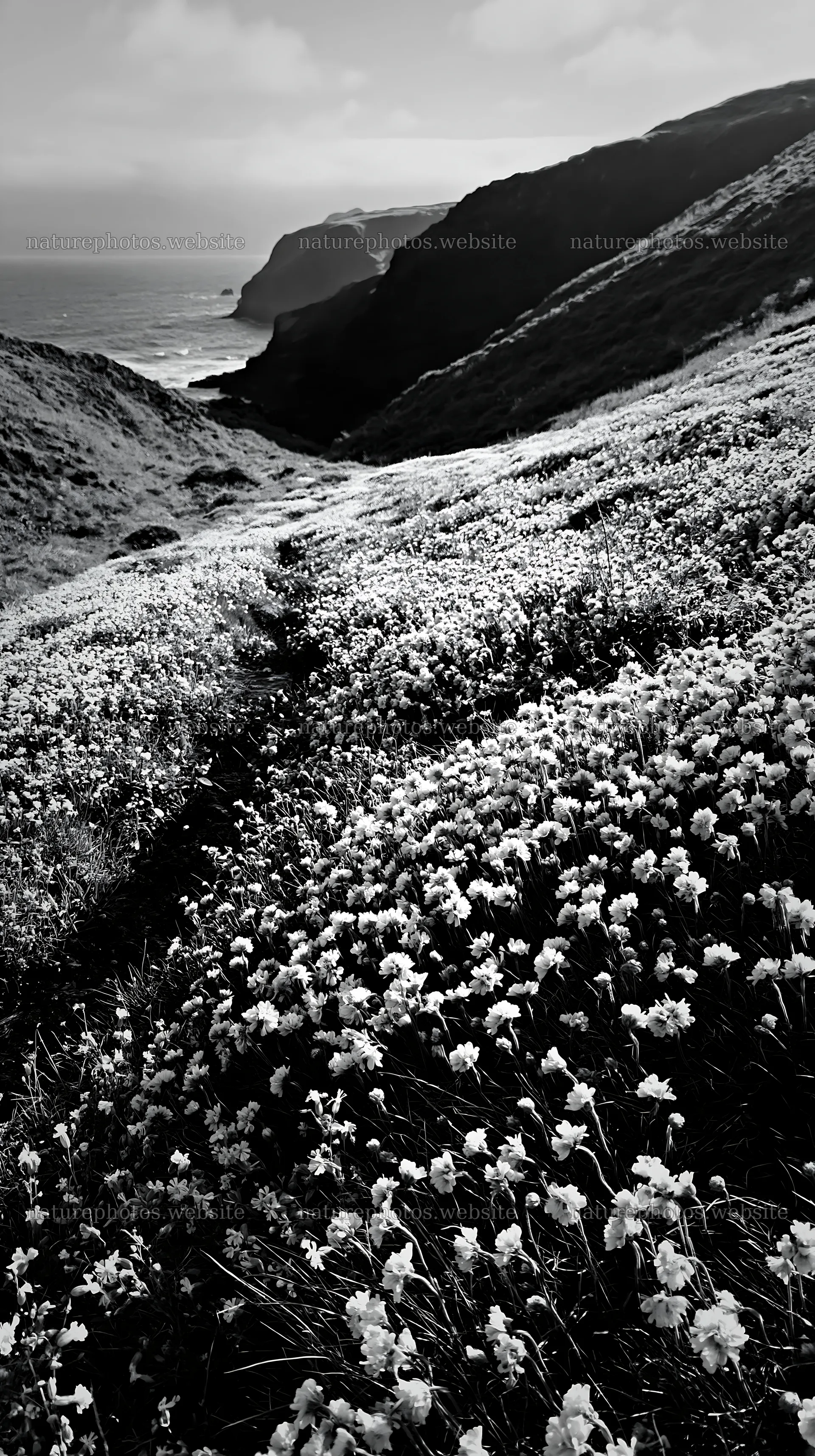 Wildflower stream meadow along coastal cliffs – nature photos 5938x10608