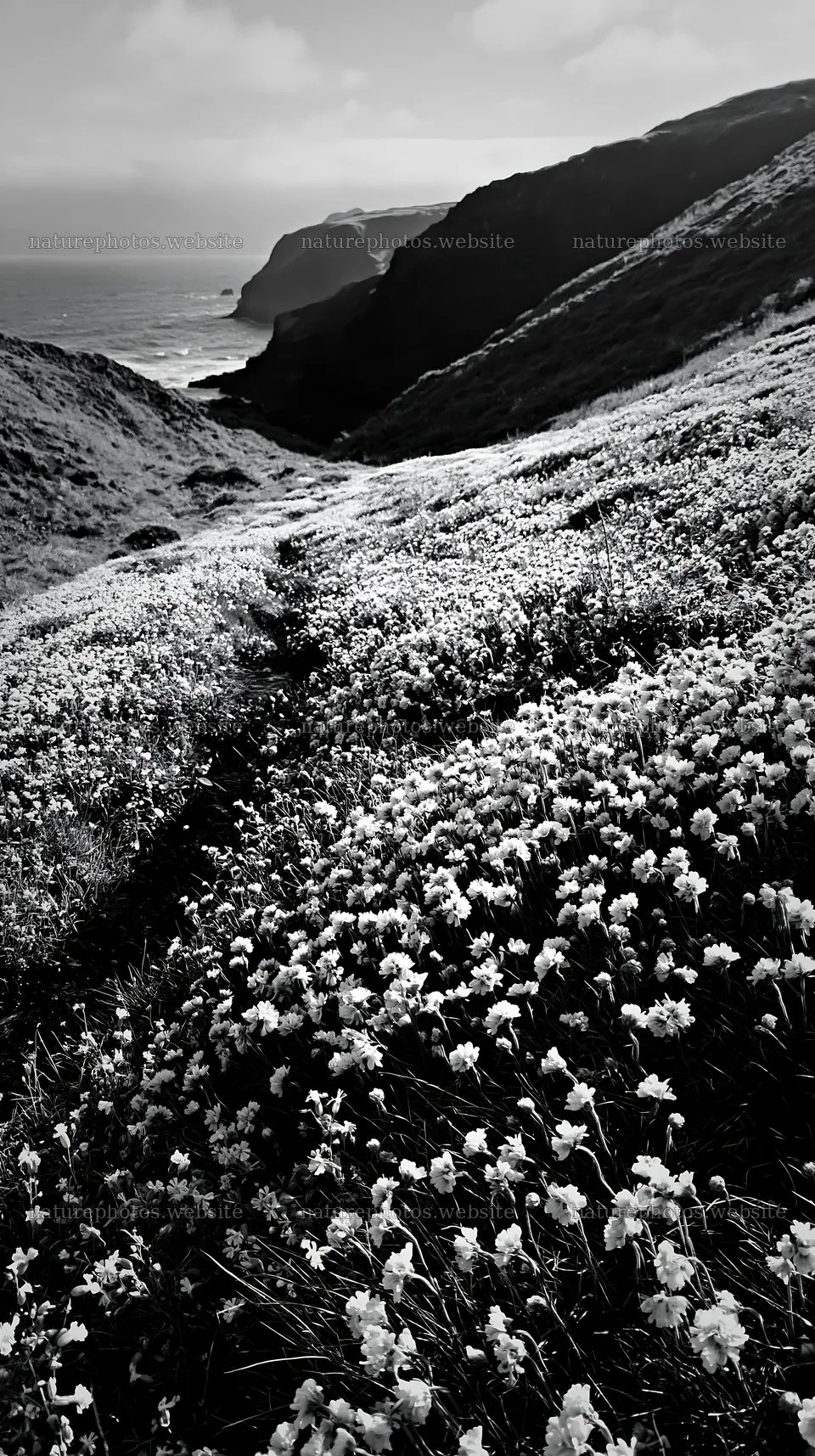 Wildflower stream meadow along coastal cliffs – nature photos 5938x10608