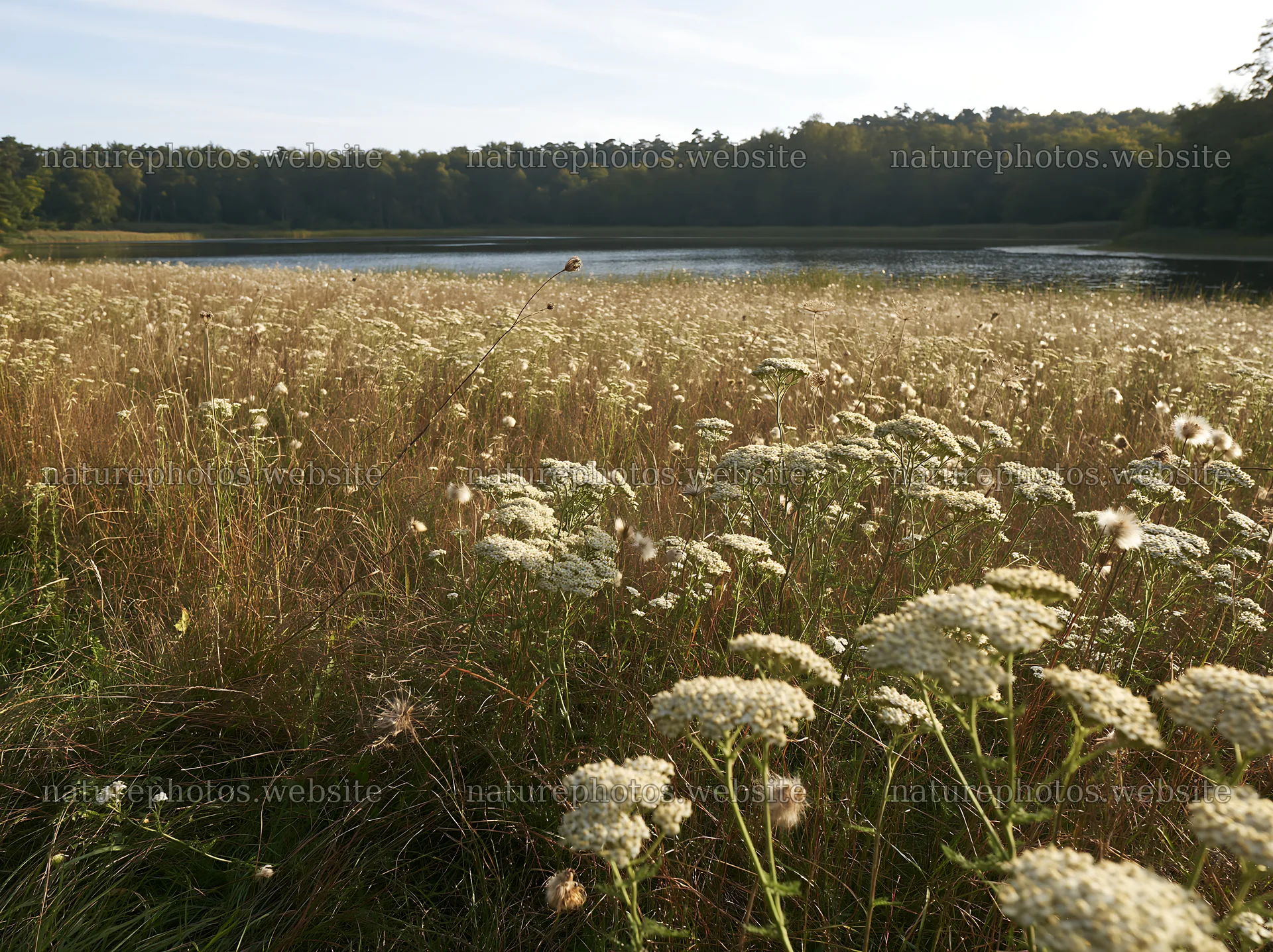 German lakeside meadow with flowers and calm water – nature photos 9174x6866