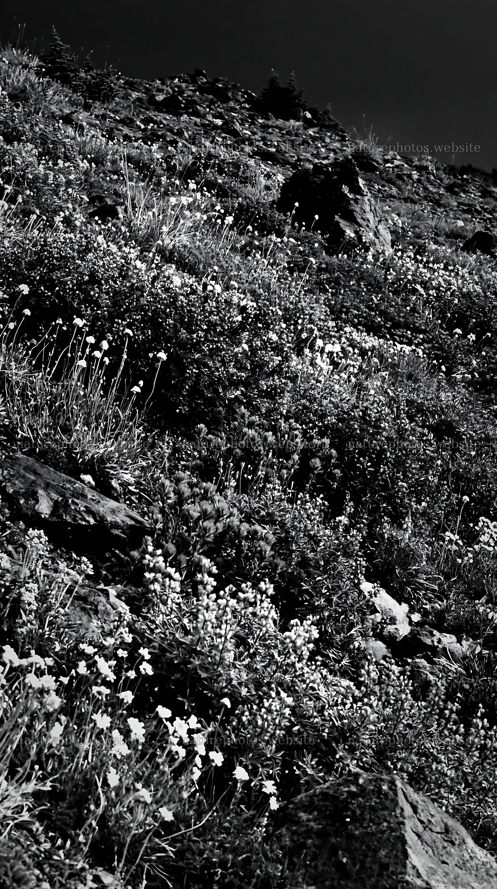 Vibrant flowers in a climate-resilient meadow – nature photos 5938x10608