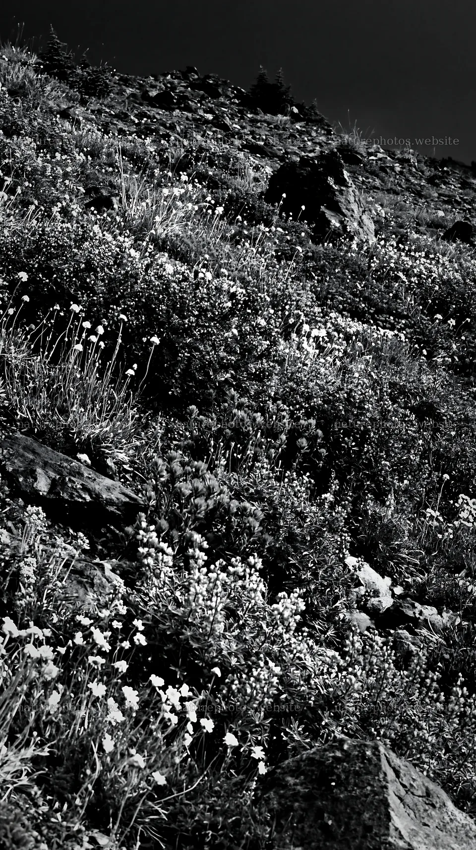 Vibrant flowers in a climate-resilient meadow – nature photos 5938x10608
