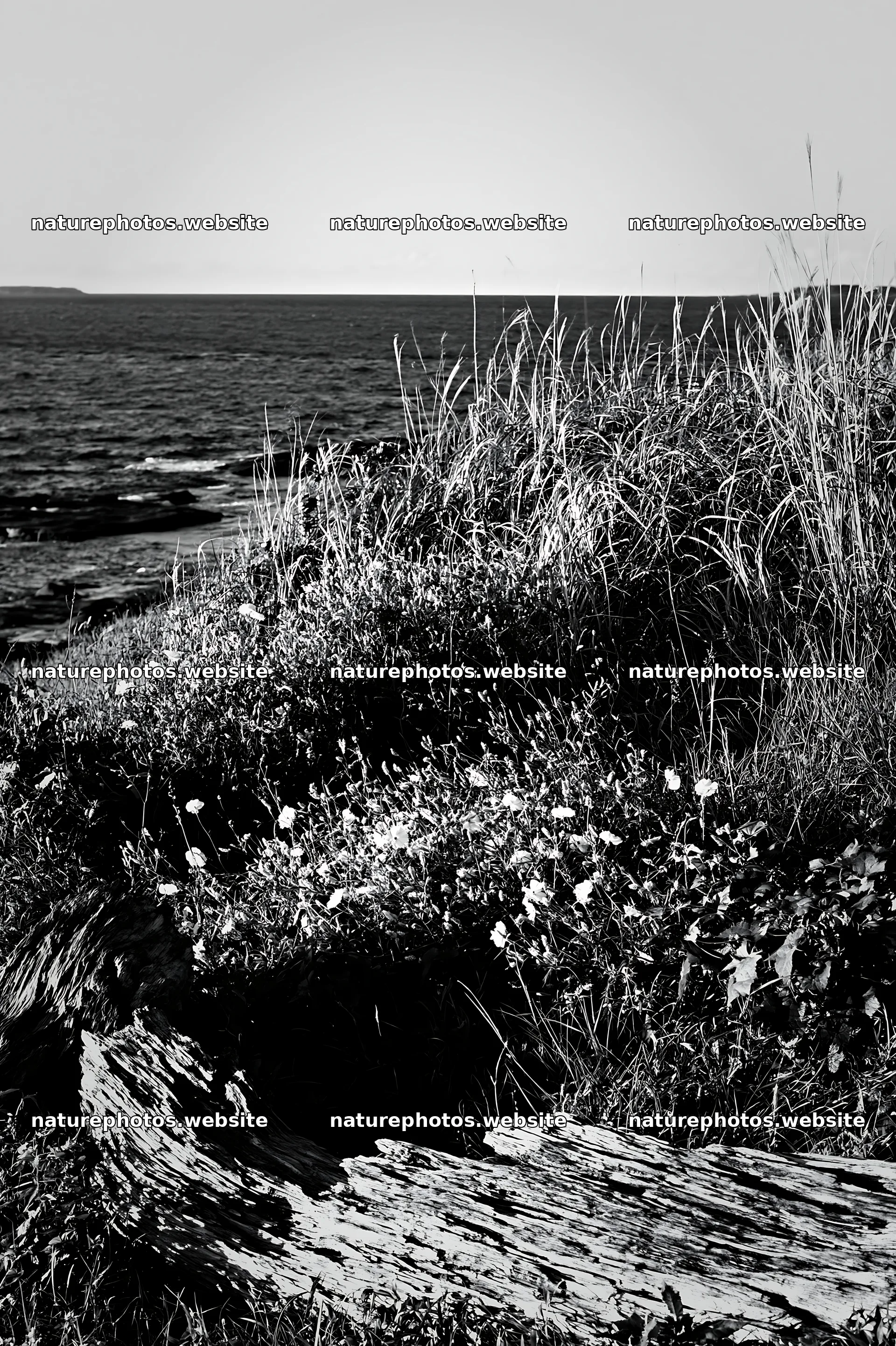 Chiba coastal climate meadow with driftwood in foreground – nature photos 6480x9722