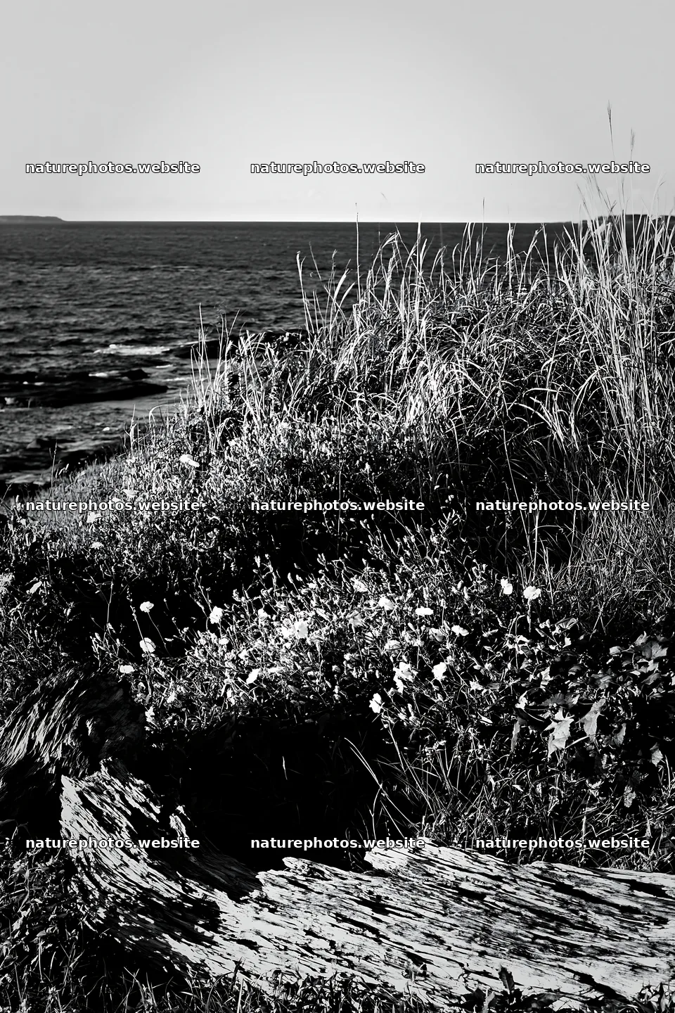 Chiba coastal climate meadow with driftwood in foreground – nature photos 6480x9722