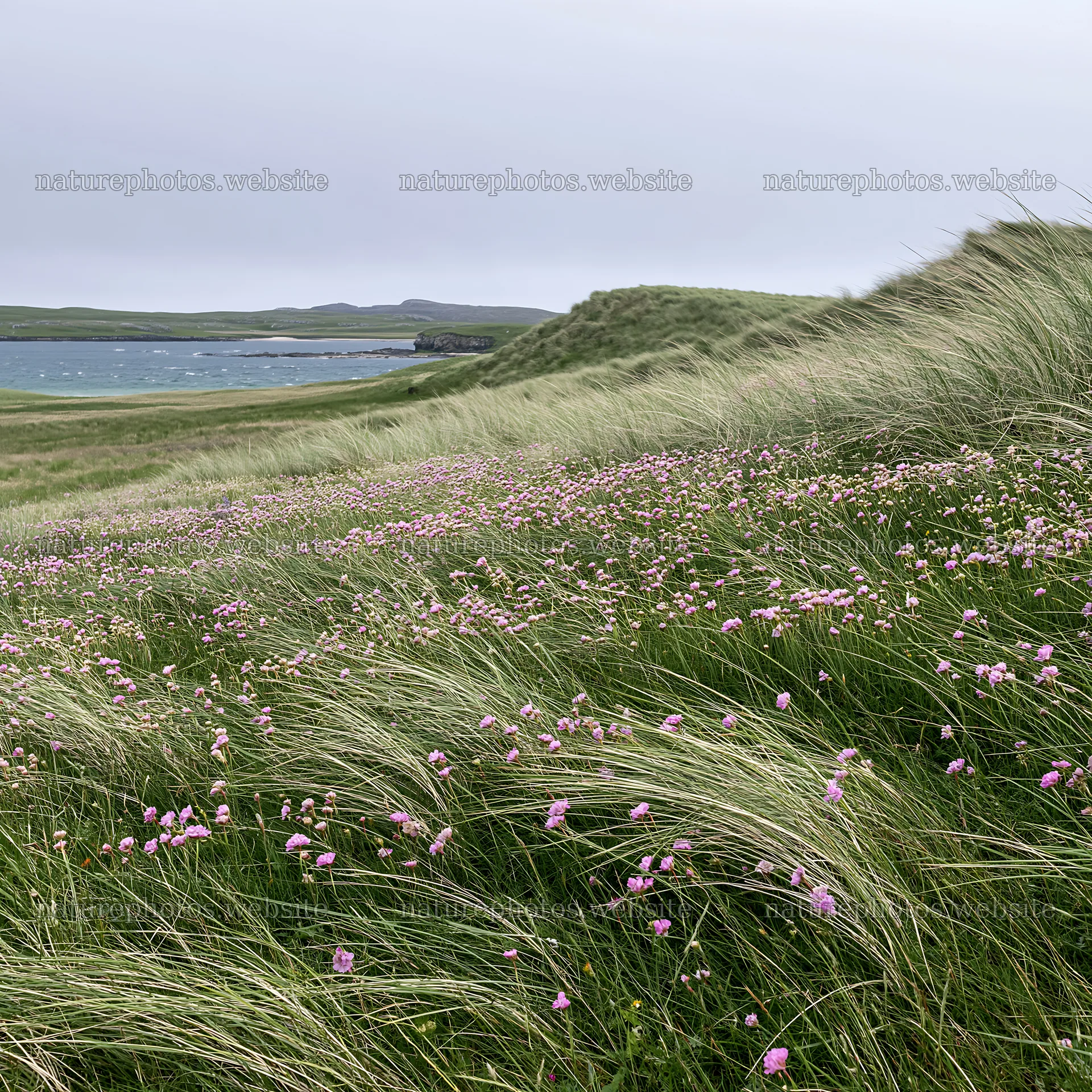 Climate-resilient meadow with grass and flowers by the water – nature photos 7938x7938