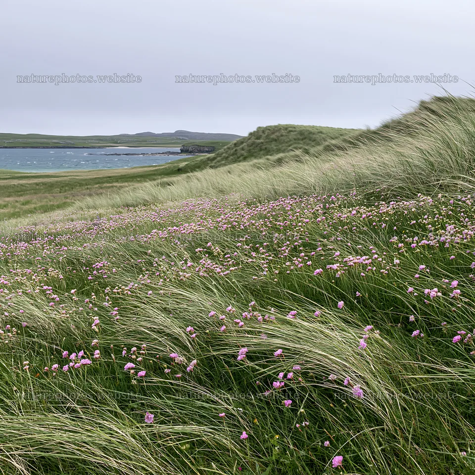 Climate-resilient meadow with grass and flowers by the water – nature photos 7938x7938