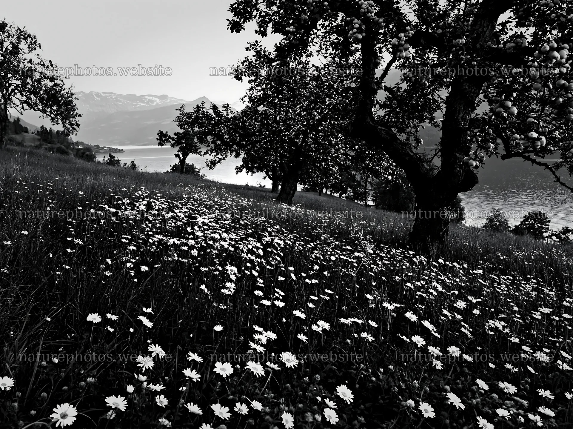 Lakeside orchard meadow with flowers and trees – nature photos 9174x6866