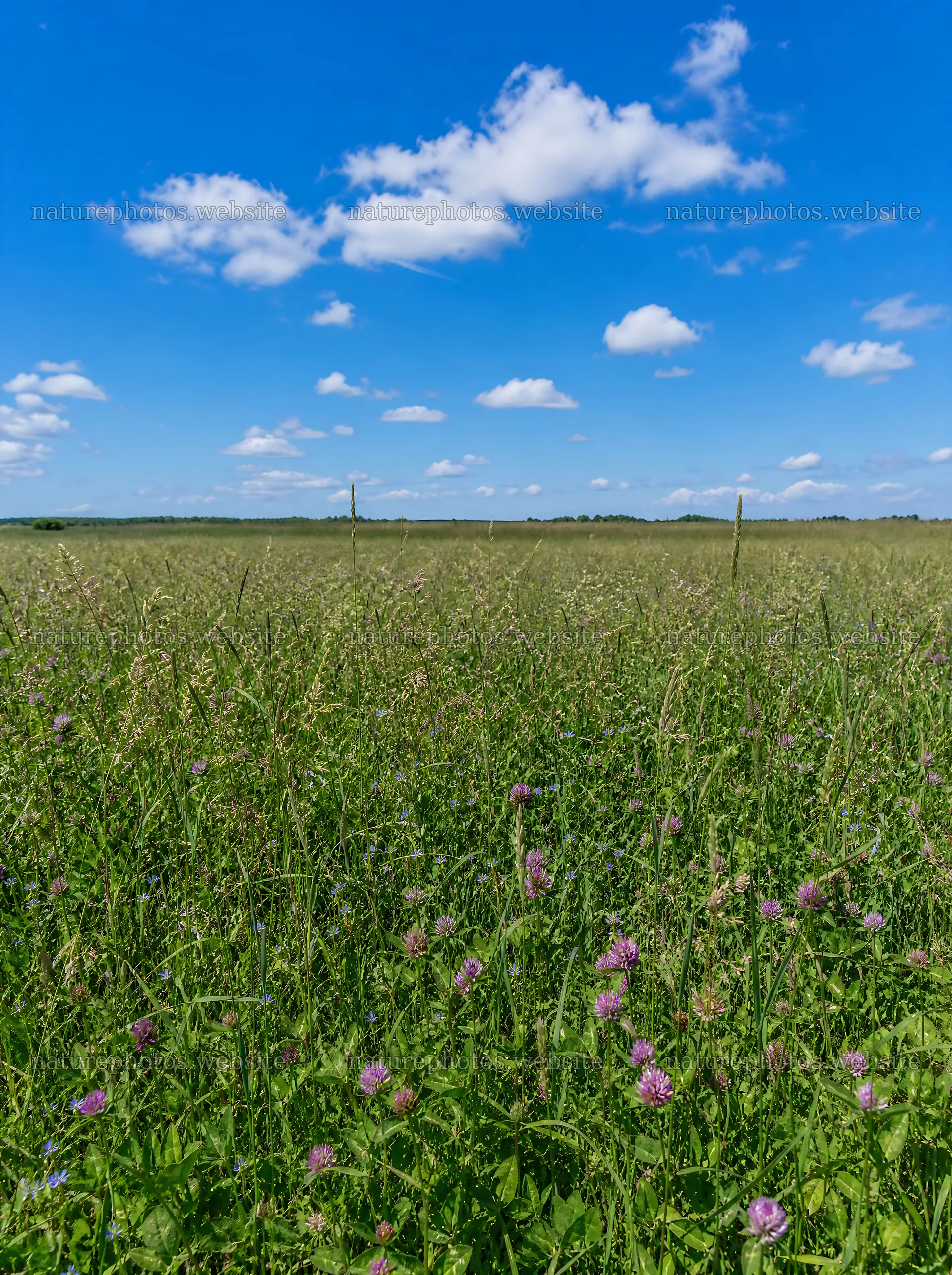 Clover speedwell meadow under a blue sky with clouds – nature photos 6858x9186