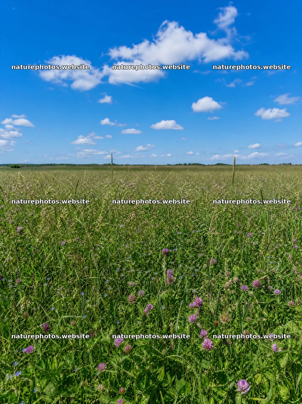 Clover speedwell meadow under a blue sky with clouds – nature photos 6858x9186