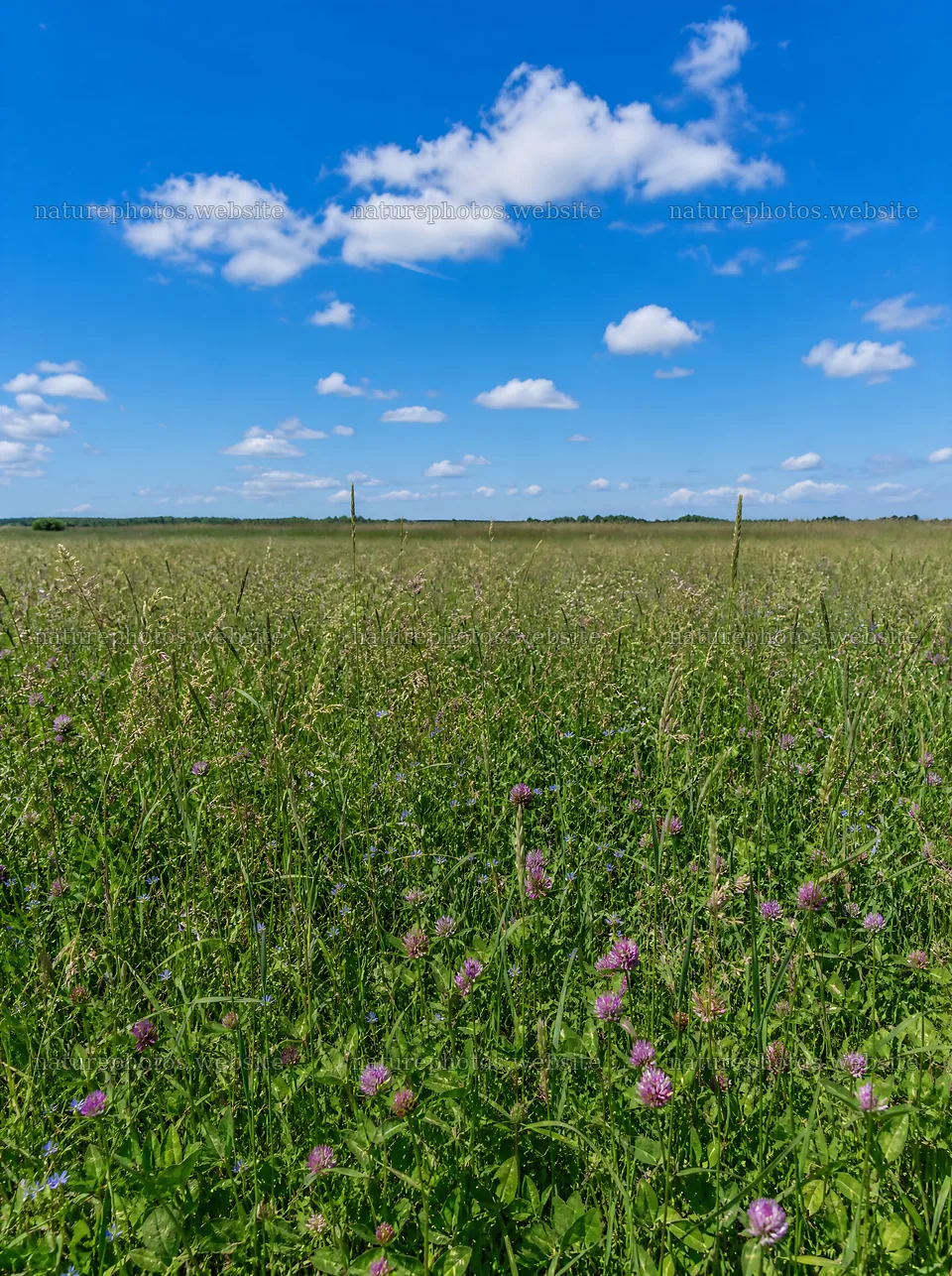 Clover speedwell meadow under a blue sky with clouds – nature photos 6858x9186