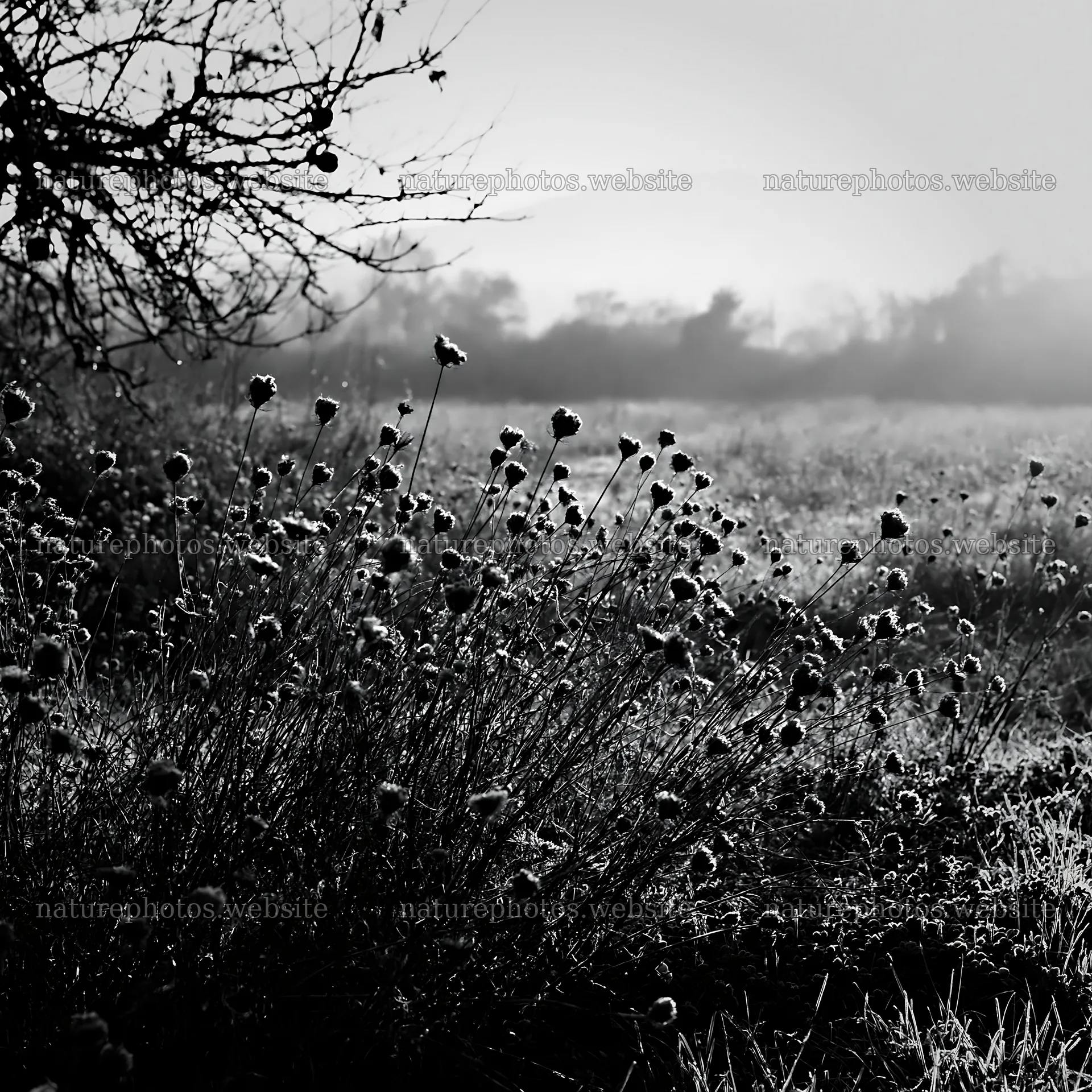 Clover apple meadow with flowers in black and white – nature photos 7938x7938