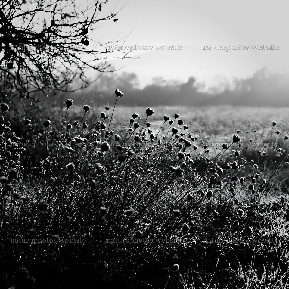 Clover apple meadow with flowers in black and white – nature photos 7938x7938