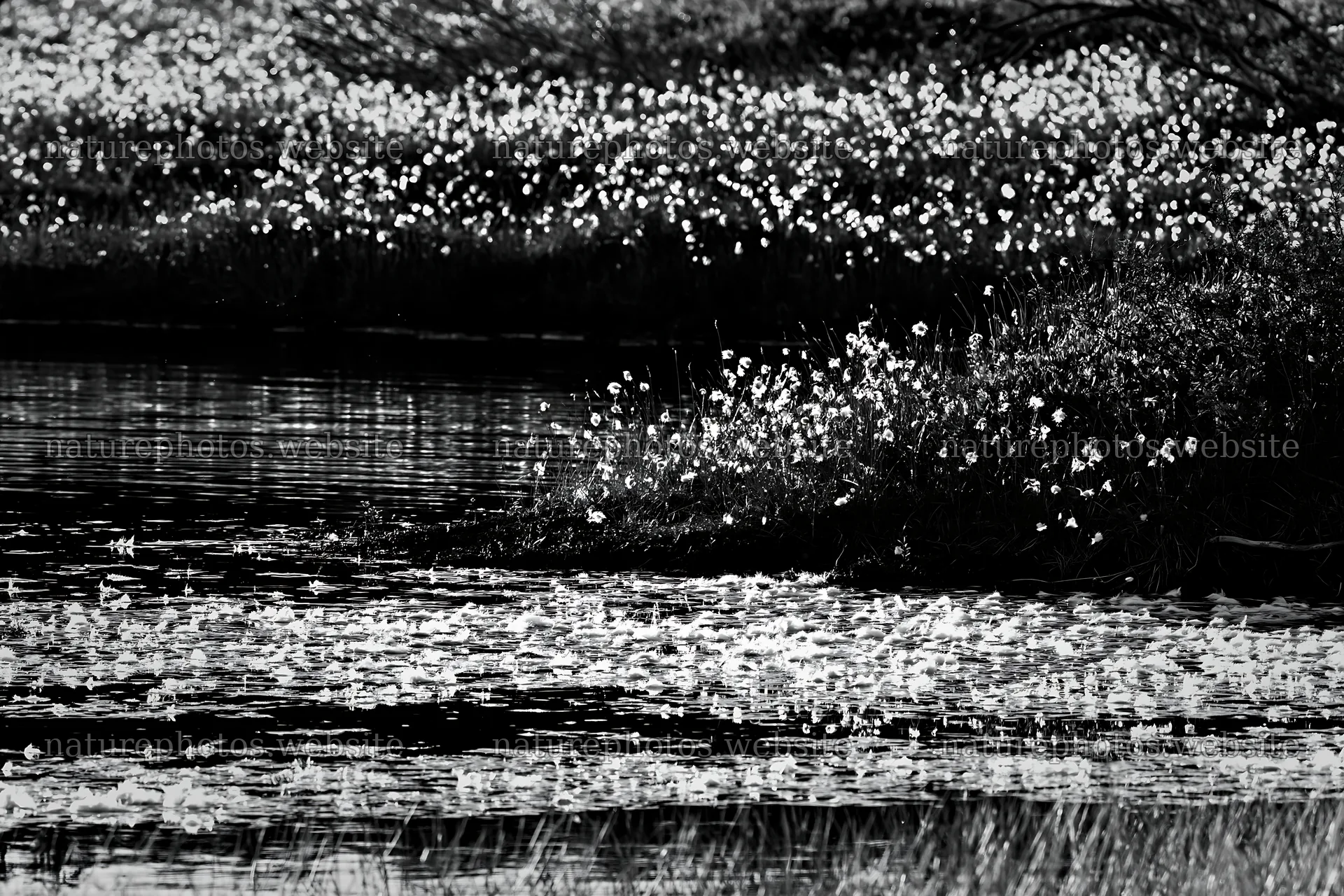Cottongrass meadow glow near a water body in natural light – nature photos 9722x6480