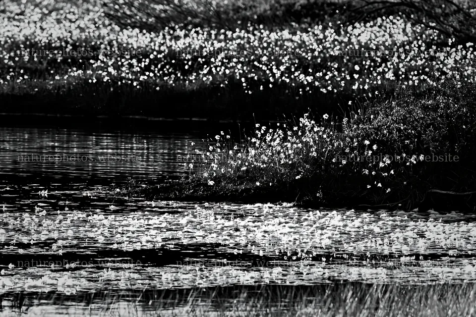 Cottongrass meadow glow near a water body in natural light – nature photos 9722x6480