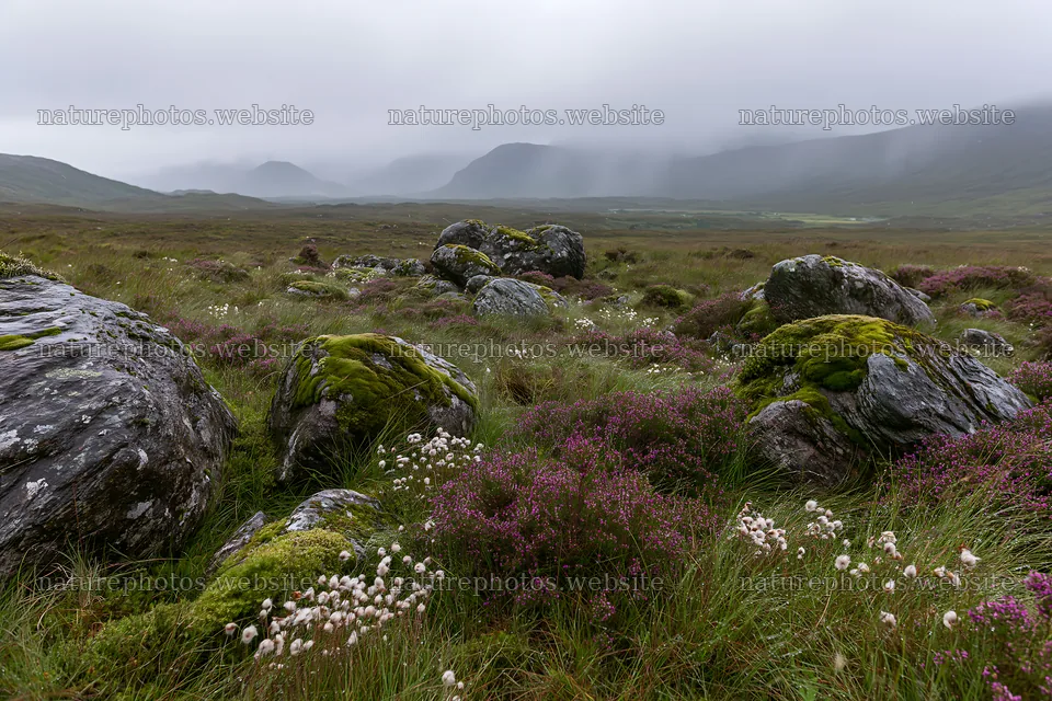Mossy boulders in a meadow with wildflowers and mountains – nature photos 9722x6480