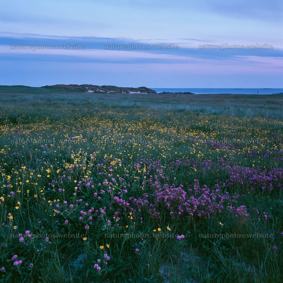 Vibrant meadow with wildflowers and ocean in the background – nature photos 7938x7938