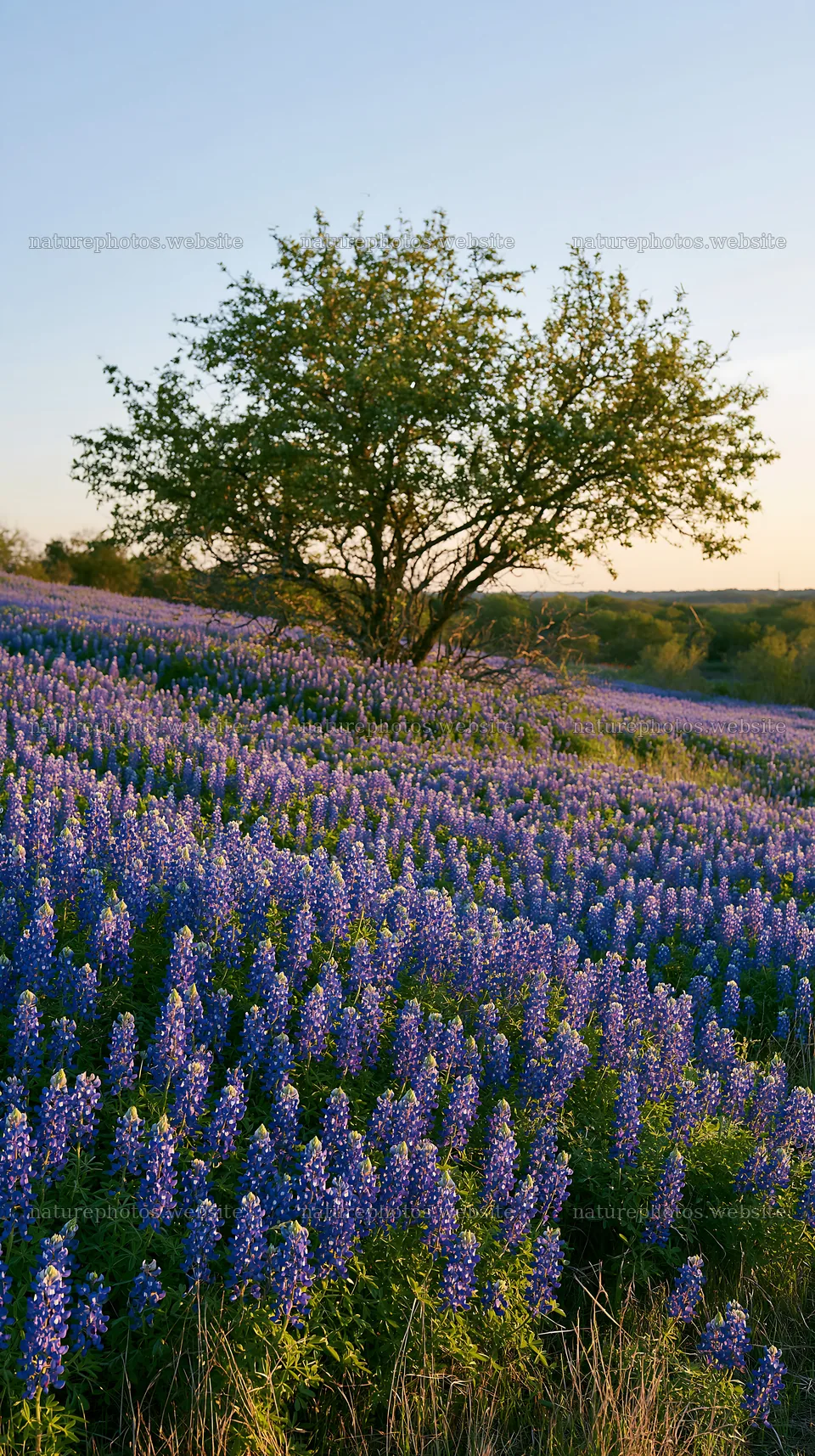 Bluebonnet meadow at sunrise under a clear sky – nature photos 5938x10608