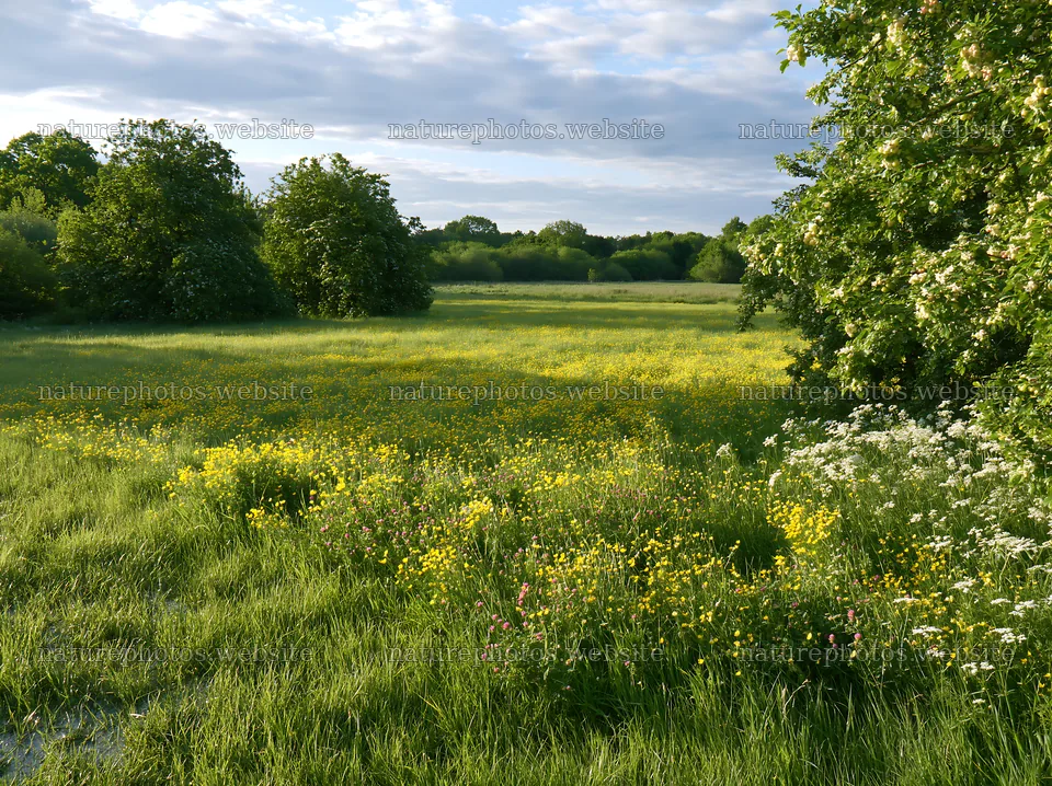 Meadow with yellow flowers and green trees in Camargue – nature photos 9174x6866