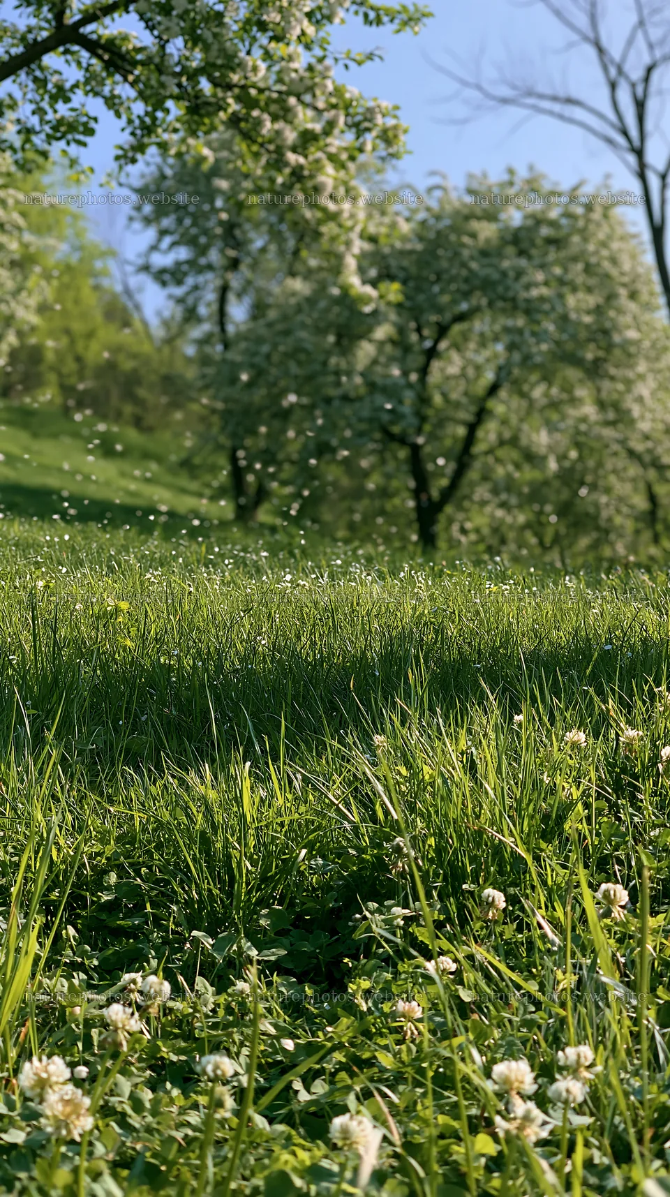 Apple meadow in valley with trees and sunlight – nature photos 5938x10608