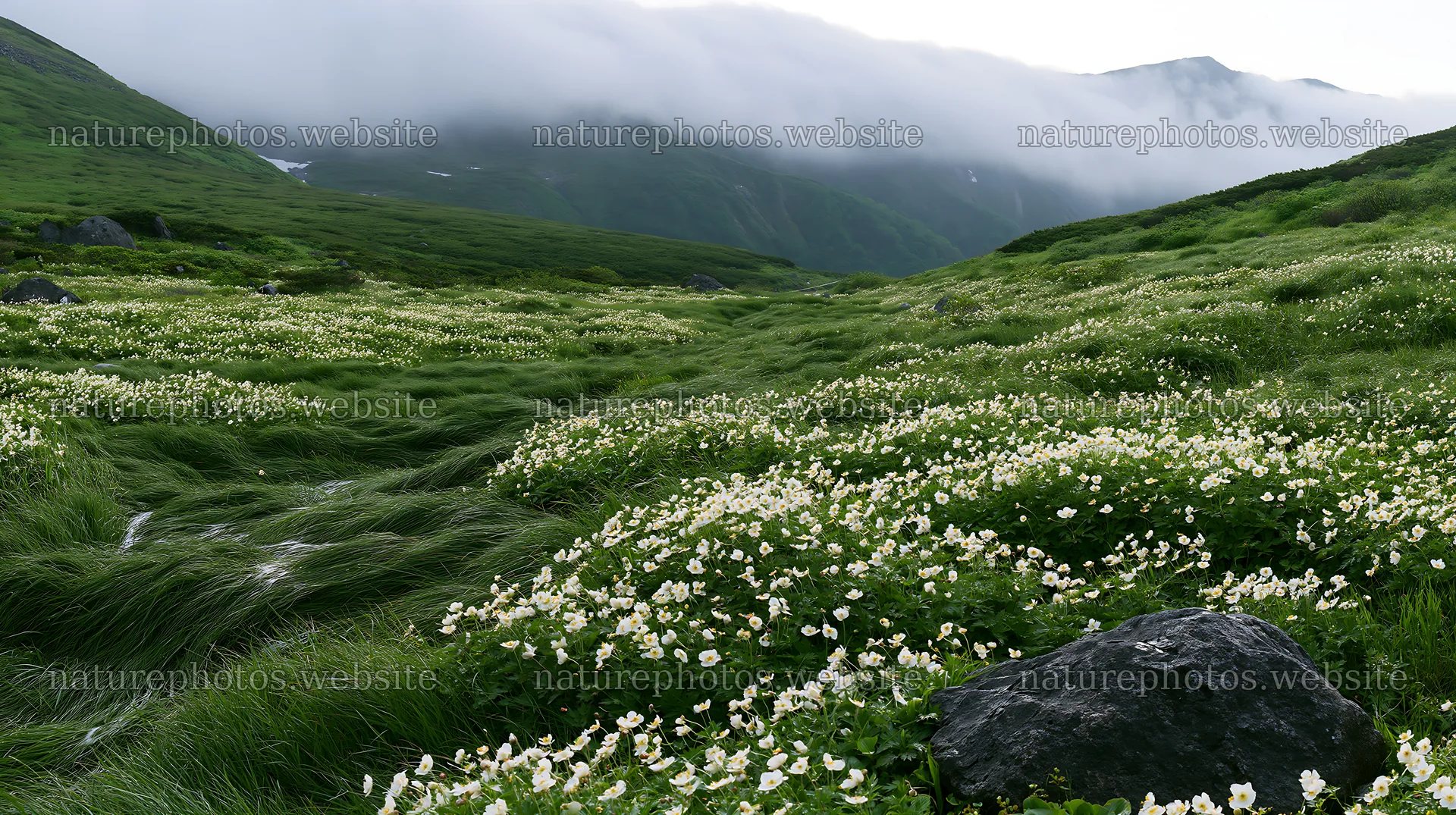 Toyama alpine meadow with snowmelt and rock in foreground – nature photos 10608x5938