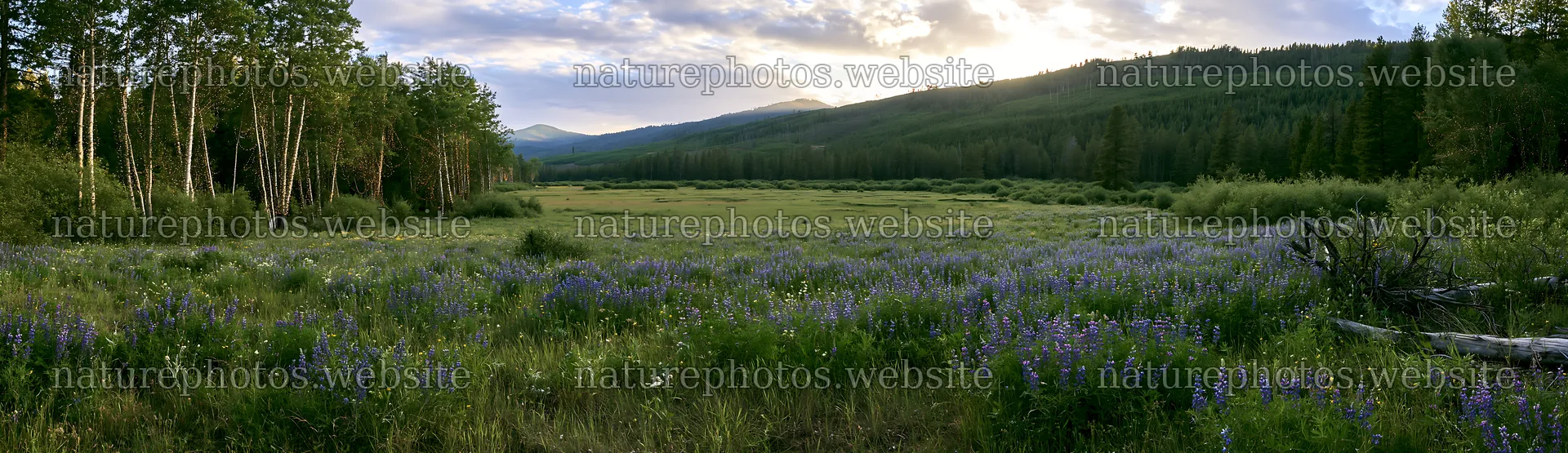 Expansive Christmas meadow with driftwood and lights – nature photos 14762x4268