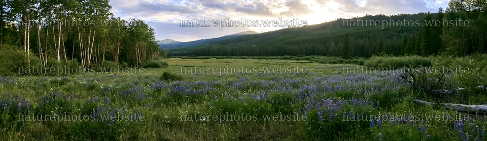 Expansive Christmas meadow with driftwood and lights – nature photos 14762x4268