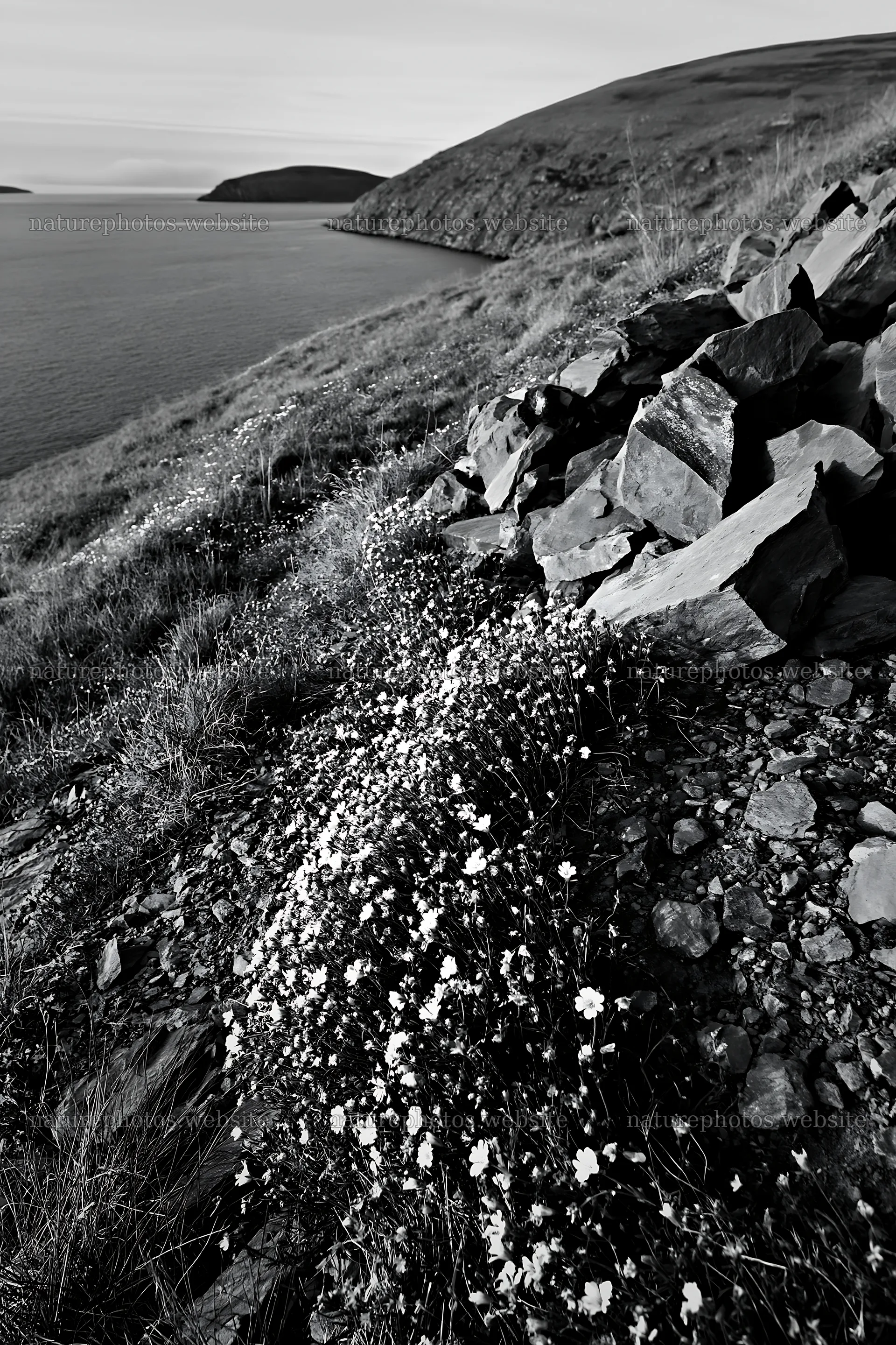 Flowers and rocks on a meadow by the coast at dawn – nature photos 6480x9722