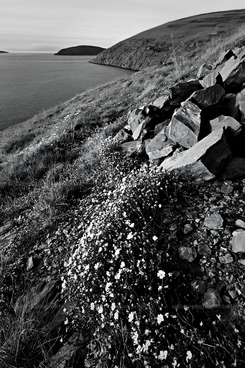 Flowers and rocks on a meadow by the coast at dawn – nature photos 6480x9722