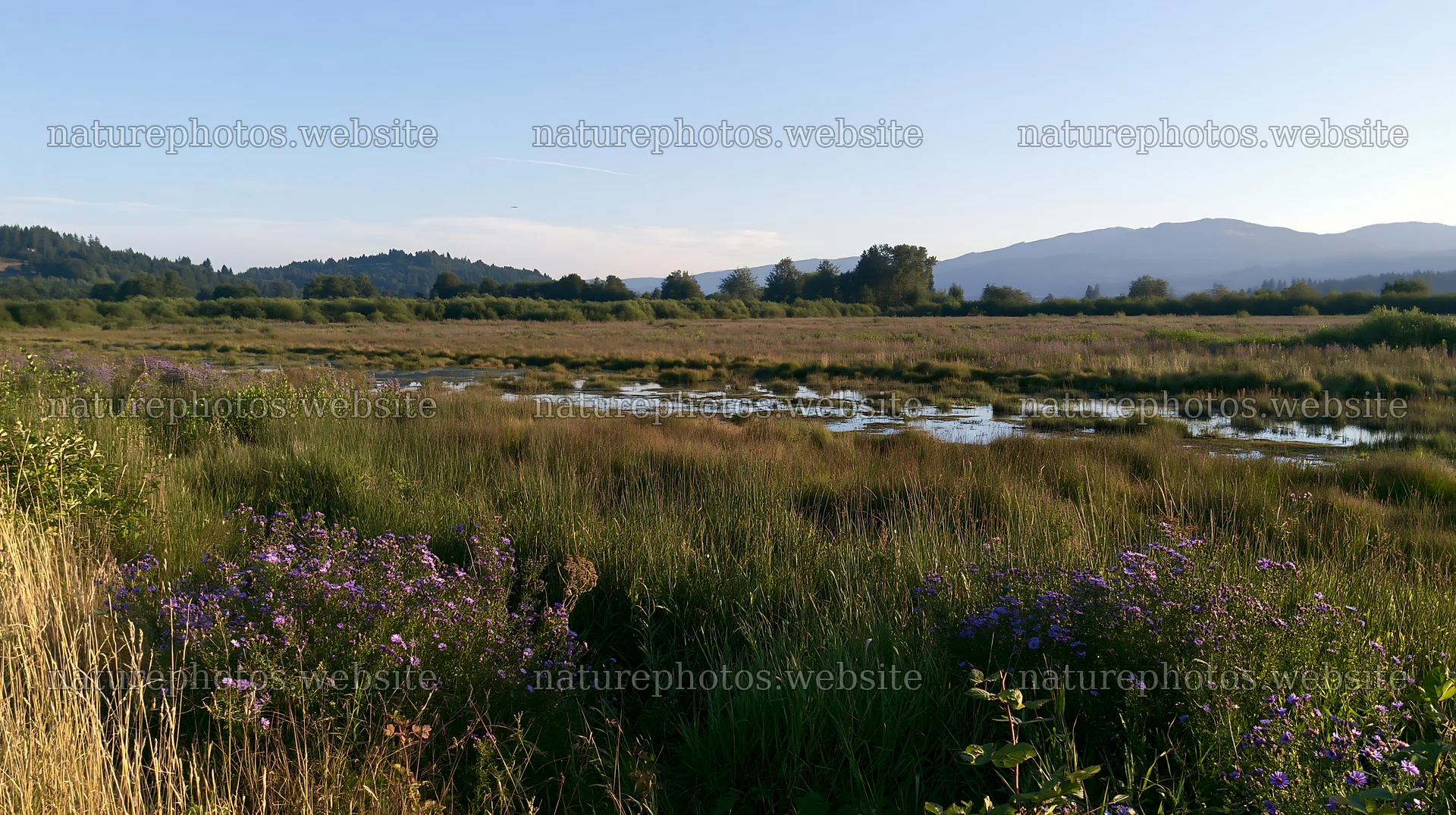 Saga floodplain meadow with reed foreground during daylight – nature photos 10608x5938