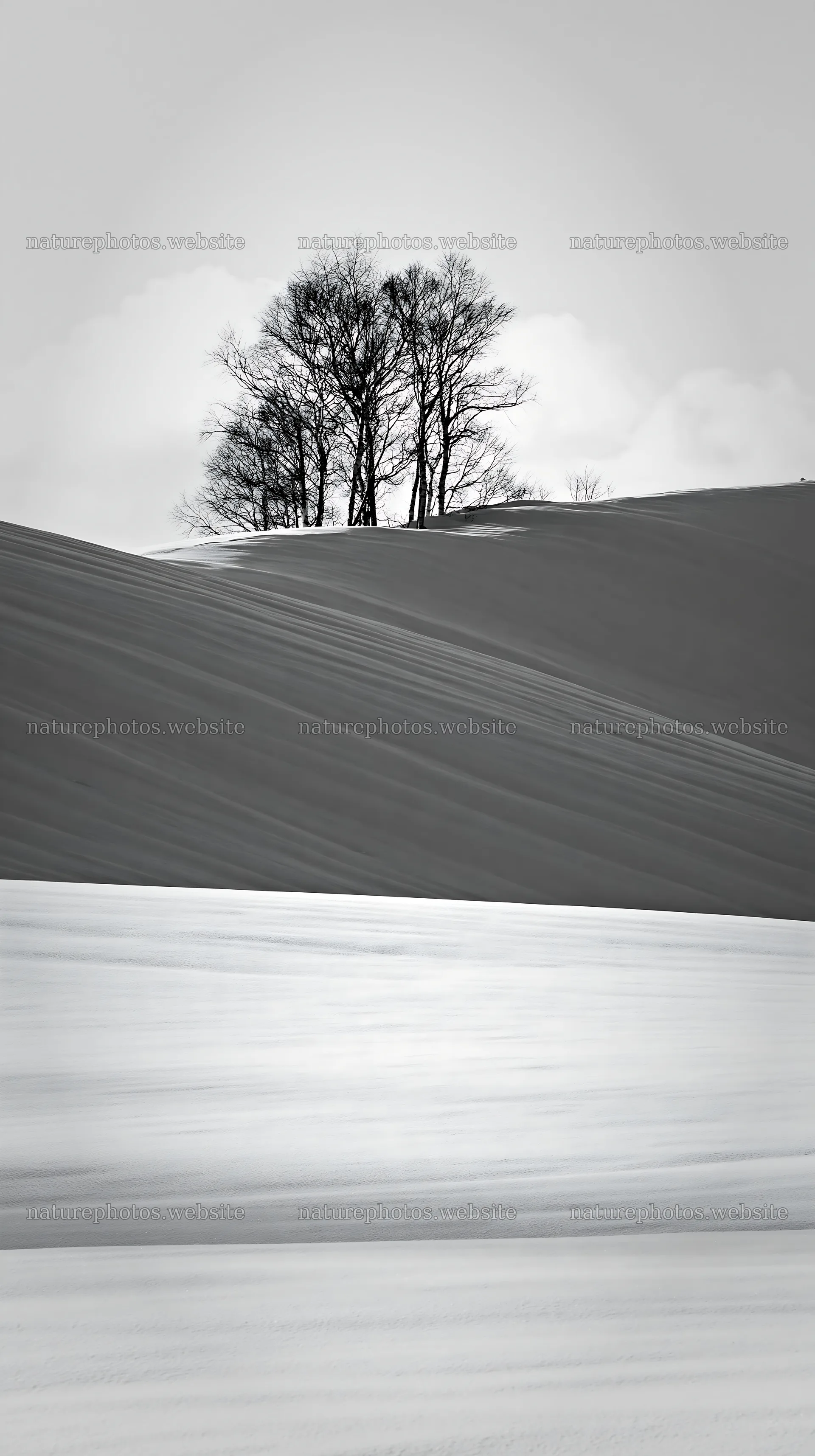Snow covered Biei hills with trees in winter landscape – nature photos 5938x10608