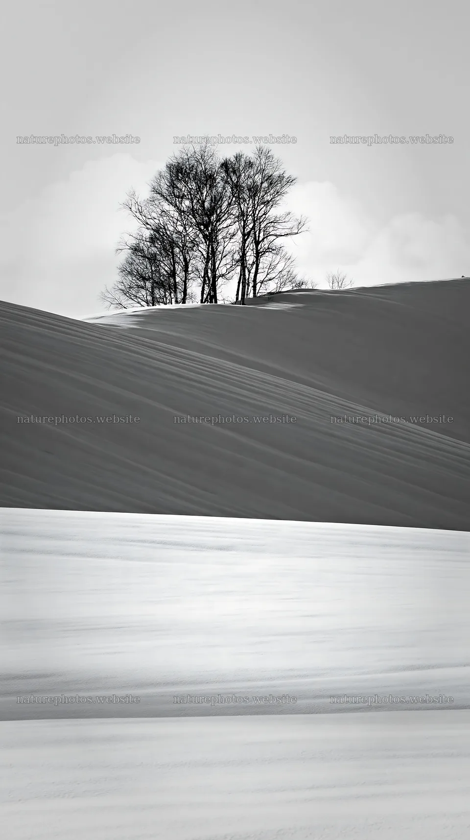 Snow covered Biei hills with trees in winter landscape – nature photos 5938x10608