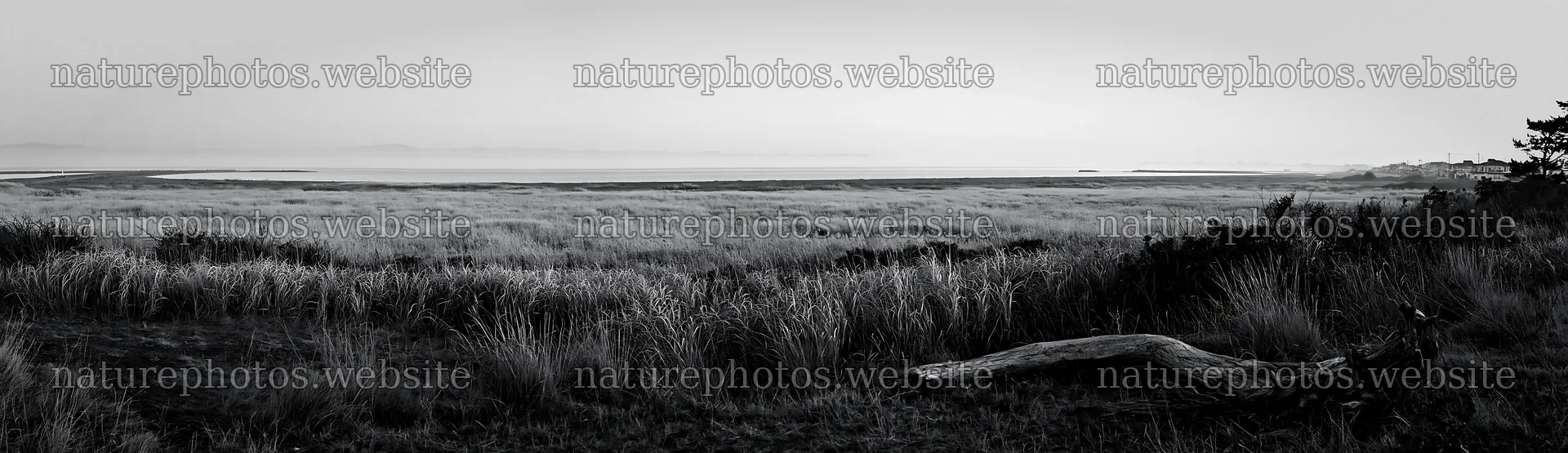 Chiba coastal landscape with meadow and driftwood in foreground – nature photos 14762x4268