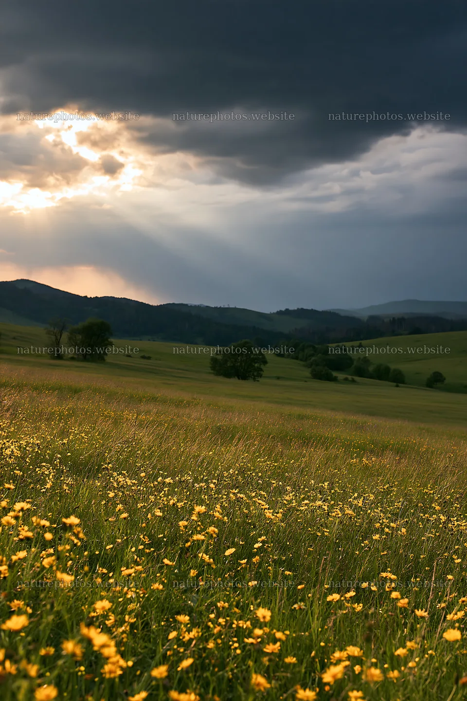 Transylvania summer meadows with flowers and dark clouds – nature photos 6480x9722